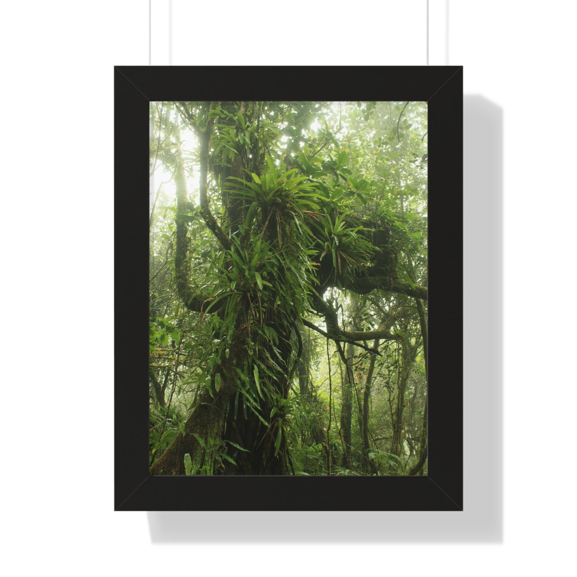 Rainforest Trails & Views - Gallery Canvas Wraps, Framed Vertical Poster - El Yunque National Forest - Puerto Rico - Near the end of Tradewinds Trail a Huge Tree with Bromeliads - Green Forest Home