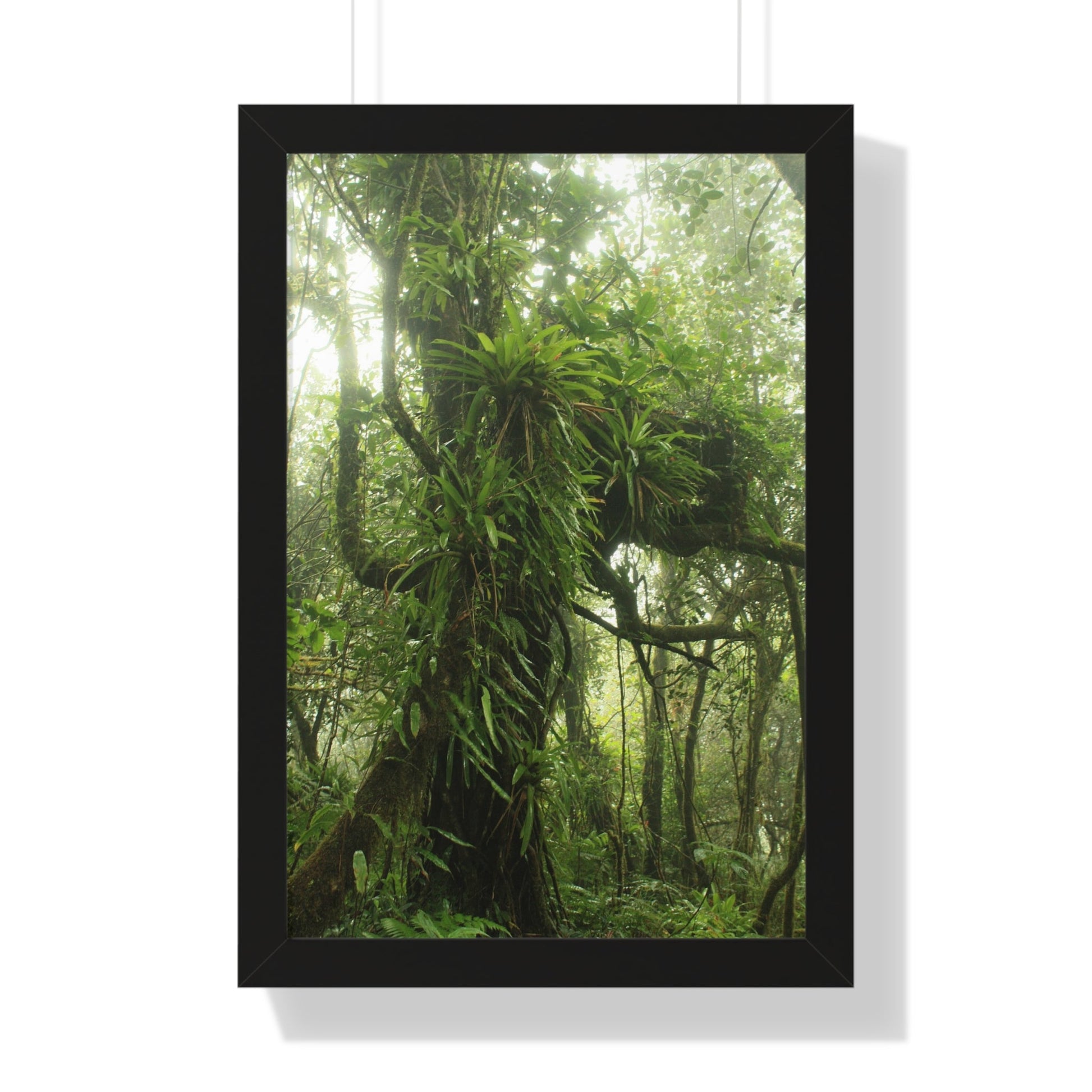 Rainforest Trails & Views - Gallery Canvas Wraps, Framed Vertical Poster - El Yunque National Forest - Puerto Rico - Near the end of Tradewinds Trail a Huge Tree with Bromeliads - Green Forest Home