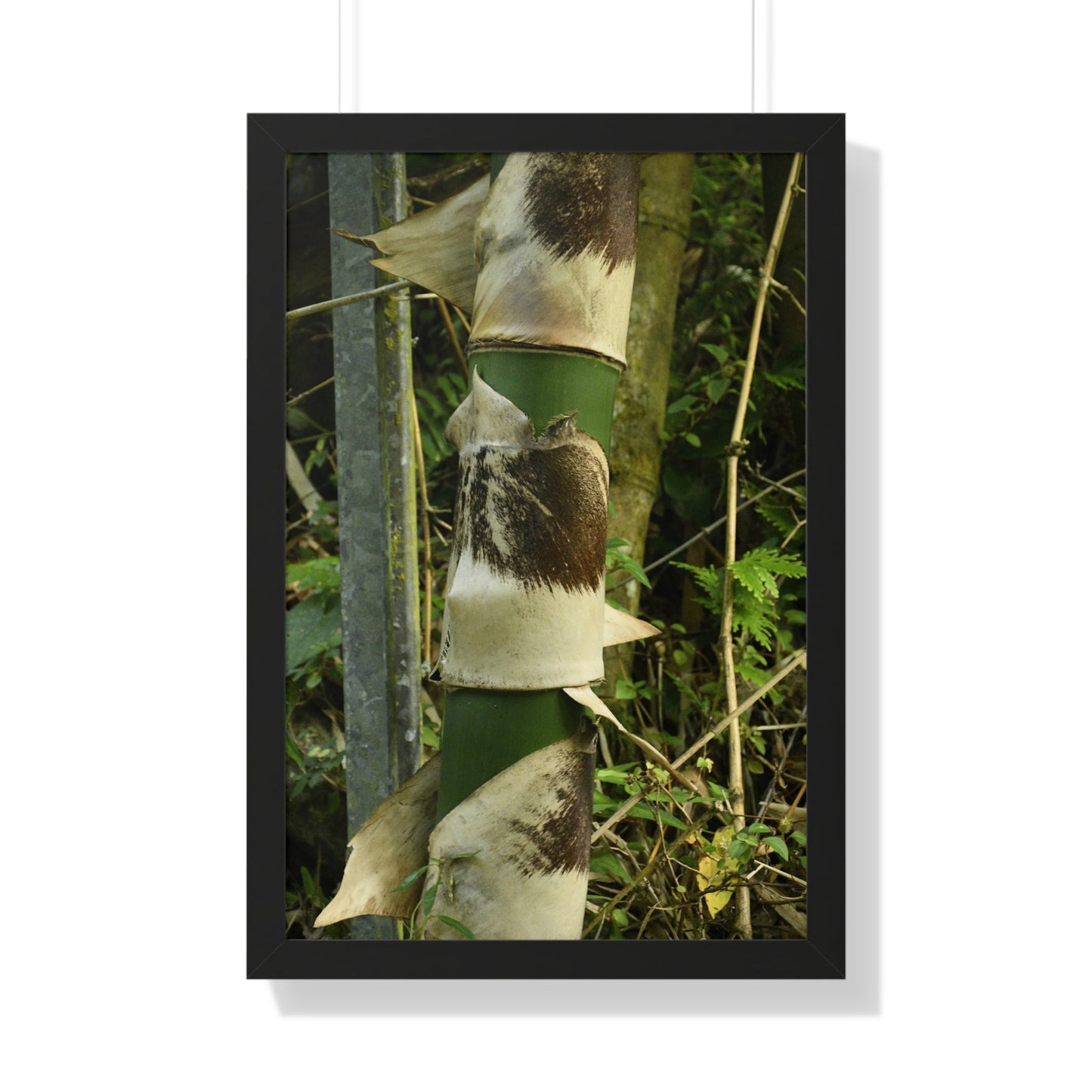 Rainforest Trails & Views - Gallery Canvas Wraps, Framed Vertical Poster - El Yunque National Forest - Puerto Rico - Sabana Park Bamboo Shoots - Green Forest Home