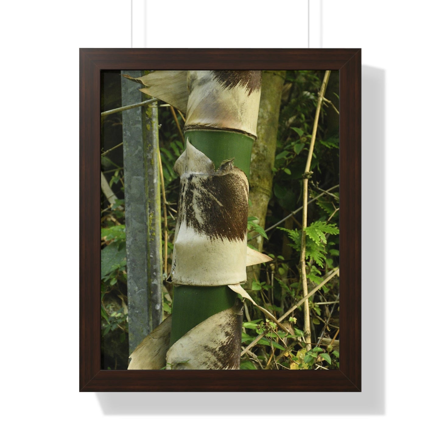 Rainforest Trails & Views - Gallery Canvas Wraps, Framed Vertical Poster - El Yunque National Forest - Puerto Rico - Sabana Park Bamboo Shoots - Green Forest Home