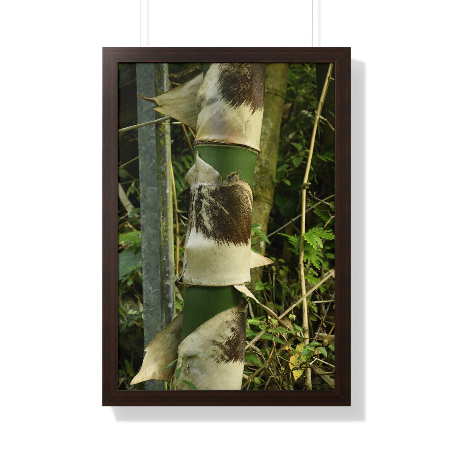 Rainforest Trails & Views - Gallery Canvas Wraps, Framed Vertical Poster - El Yunque National Forest - Puerto Rico - Sabana Park Bamboo Shoots - Green Forest Home