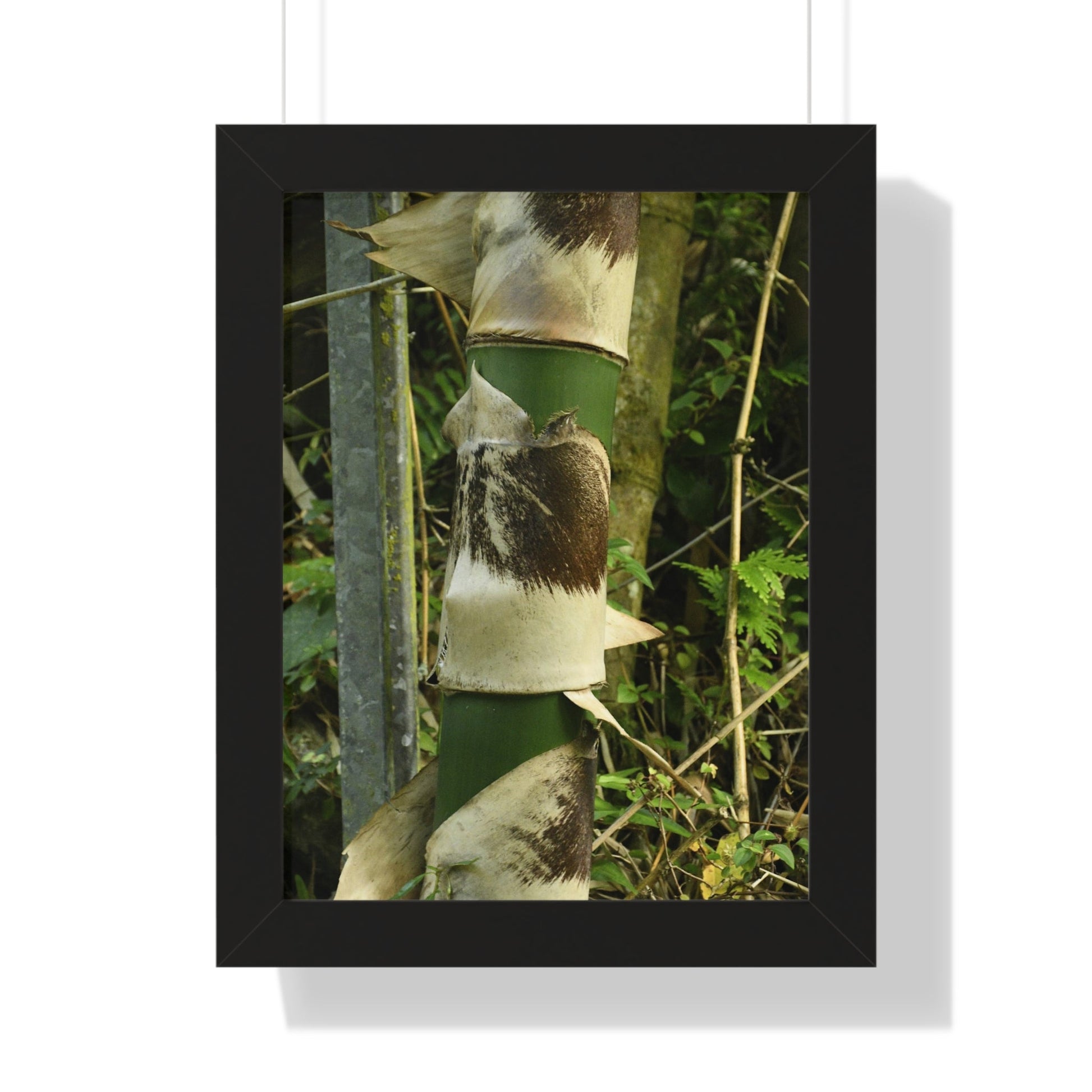 Rainforest Trails & Views - Gallery Canvas Wraps, Framed Vertical Poster - El Yunque National Forest - Puerto Rico - Sabana Park Bamboo Shoots - Green Forest Home