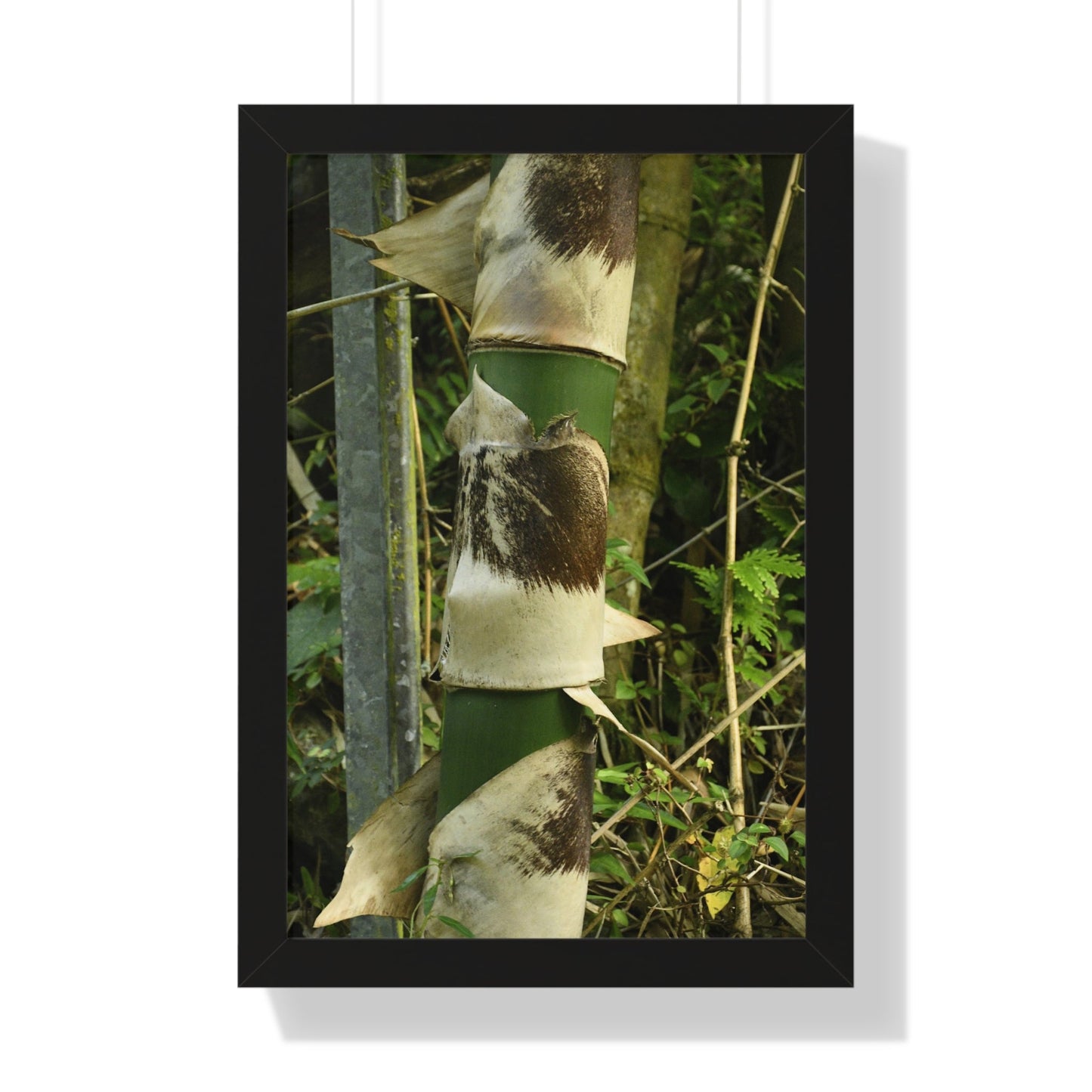 Rainforest Trails & Views - Gallery Canvas Wraps, Framed Vertical Poster - El Yunque National Forest - Puerto Rico - Sabana Park Bamboo Shoots - Green Forest Home