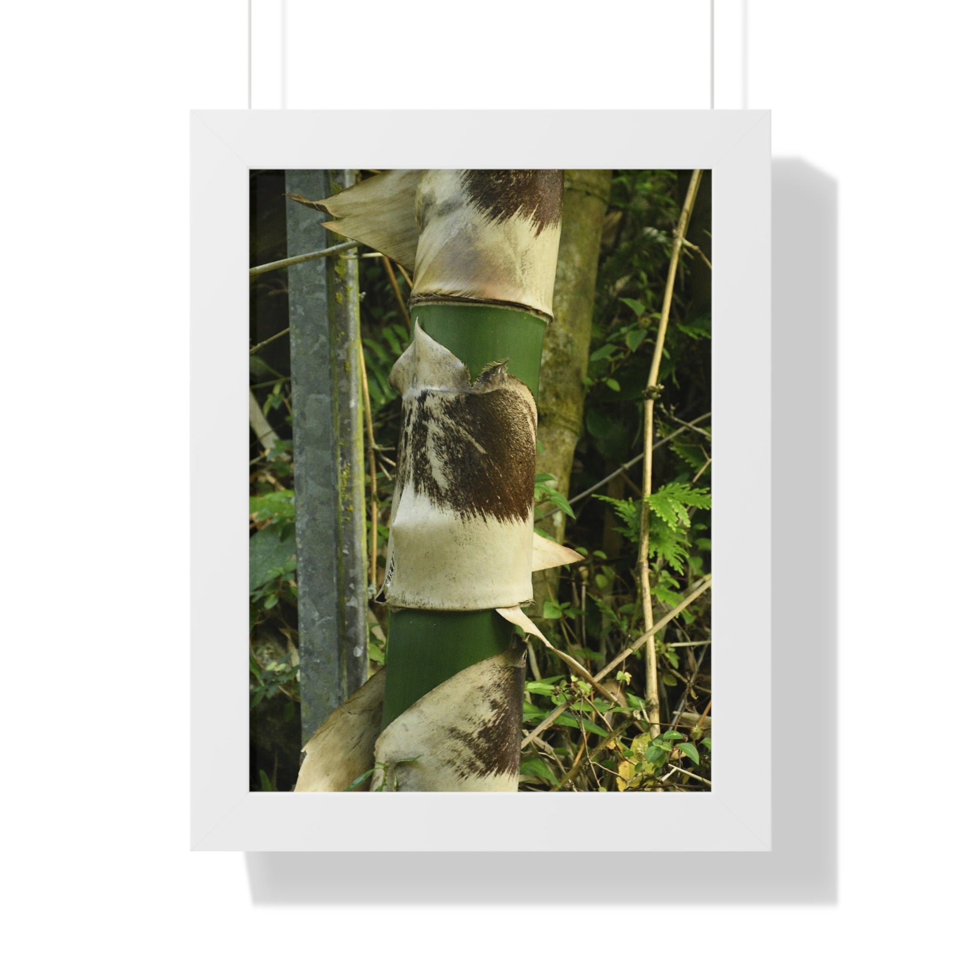 Rainforest Trails & Views - Gallery Canvas Wraps, Framed Vertical Poster - El Yunque National Forest - Puerto Rico - Sabana Park Bamboo Shoots - Green Forest Home