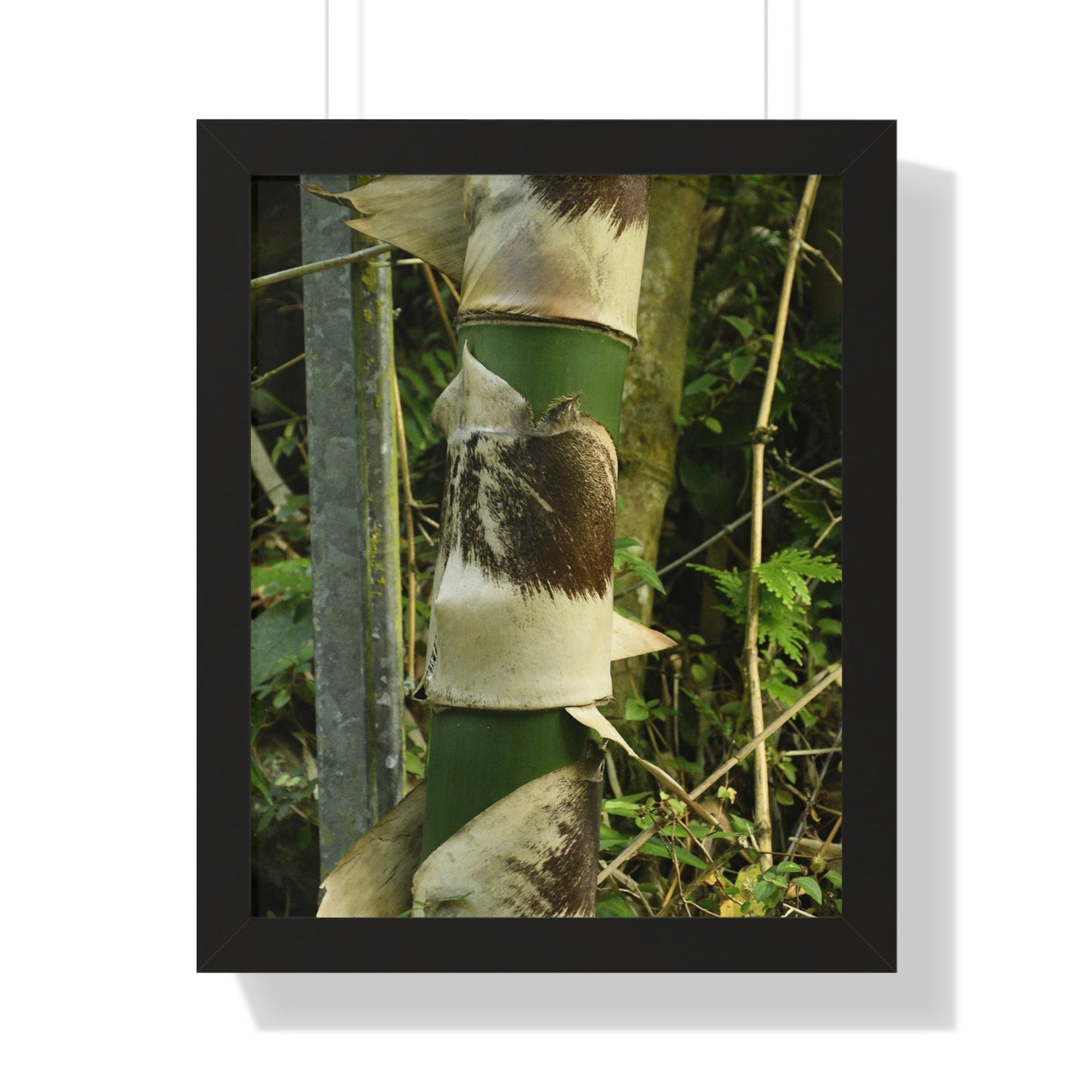 Rainforest Trails & Views - Gallery Canvas Wraps, Framed Vertical Poster - El Yunque National Forest - Puerto Rico - Sabana Park Bamboo Shoots - Green Forest Home