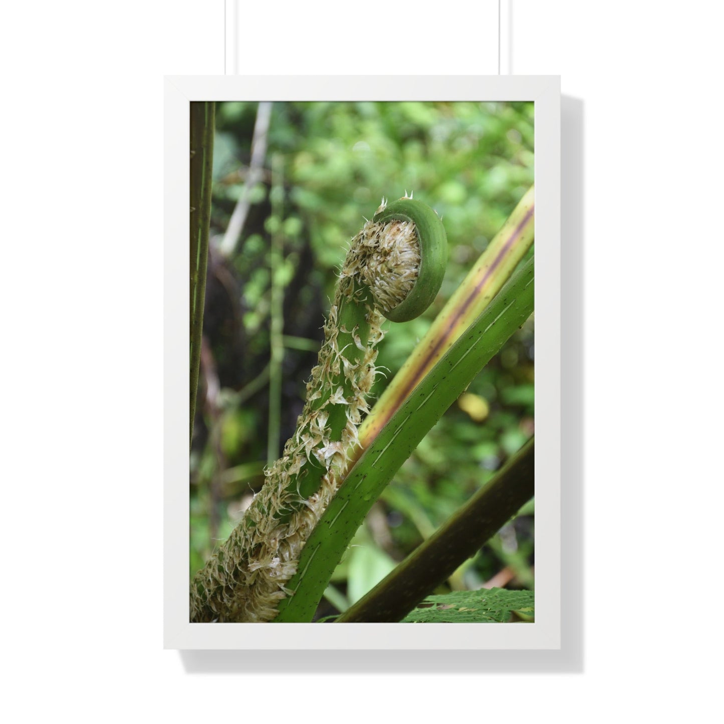 Rainforest Trails & Views - Gallery Canvas Wraps, Framed Vertical Poster - El Yunque National Forest - Puerto Rico - The leaf sprout of the Sierra Palm - Green Forest Home