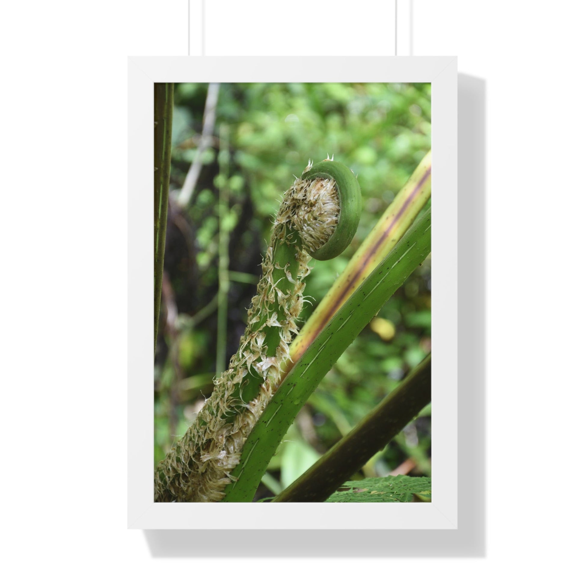 Rainforest Trails & Views - Gallery Canvas Wraps, Framed Vertical Poster - El Yunque National Forest - Puerto Rico - The leaf sprout of the Sierra Palm - Green Forest Home