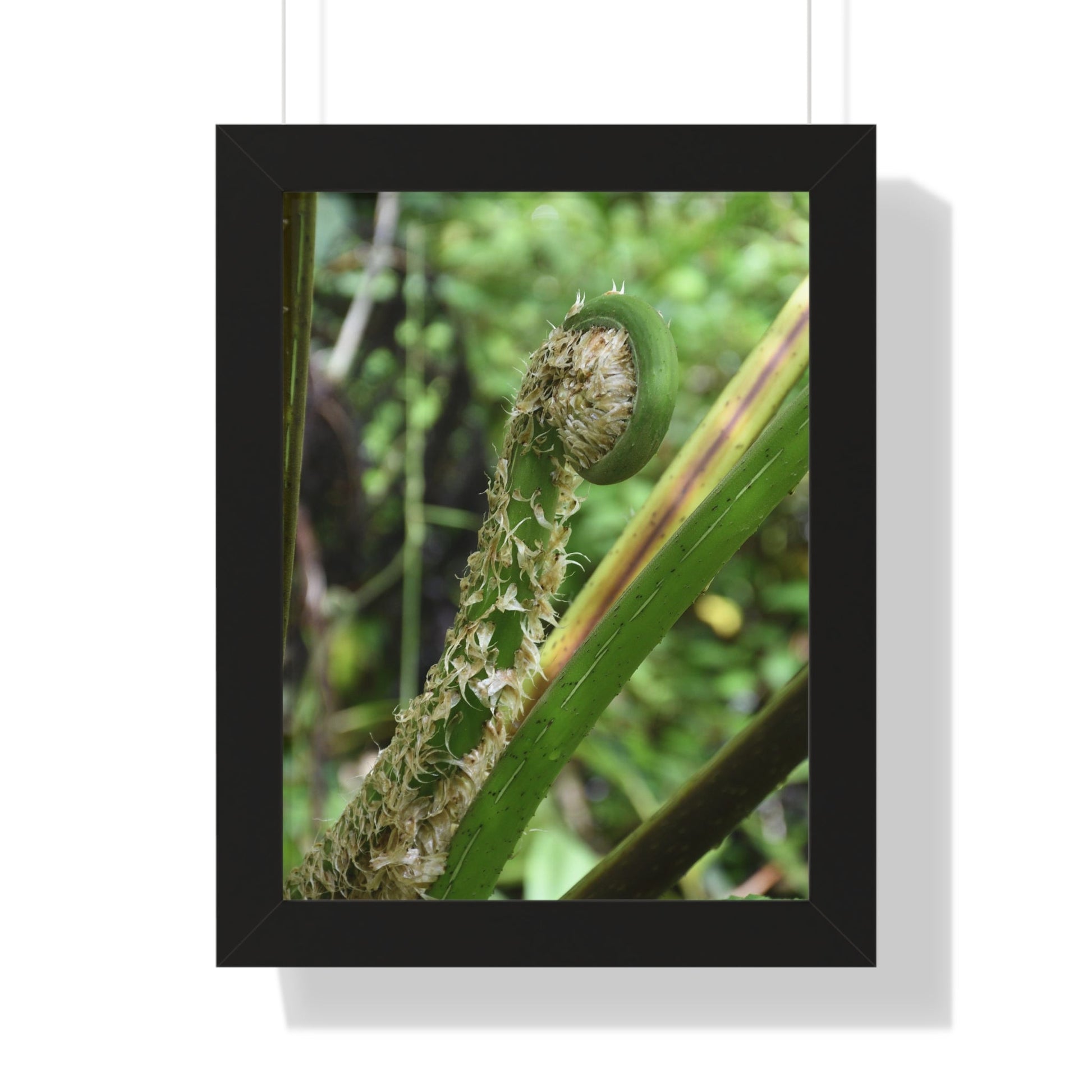 Rainforest Trails & Views - Gallery Canvas Wraps, Framed Vertical Poster - El Yunque National Forest - Puerto Rico - The leaf sprout of the Sierra Palm - Green Forest Home