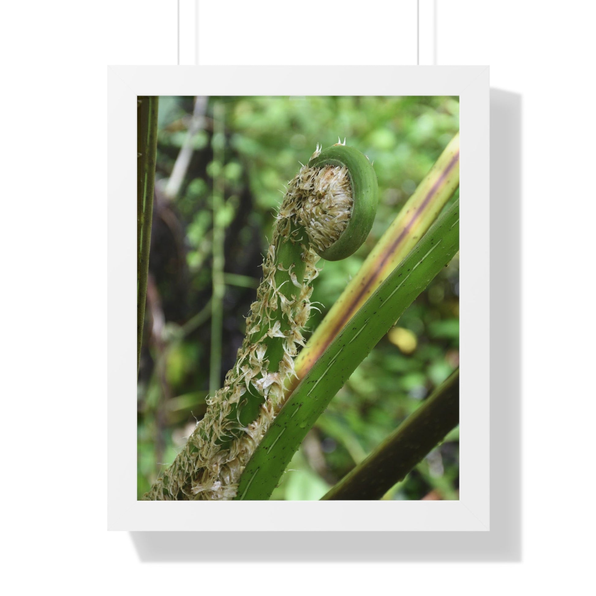 Rainforest Trails & Views - Gallery Canvas Wraps, Framed Vertical Poster - El Yunque National Forest - Puerto Rico - The leaf sprout of the Sierra Palm - Green Forest Home