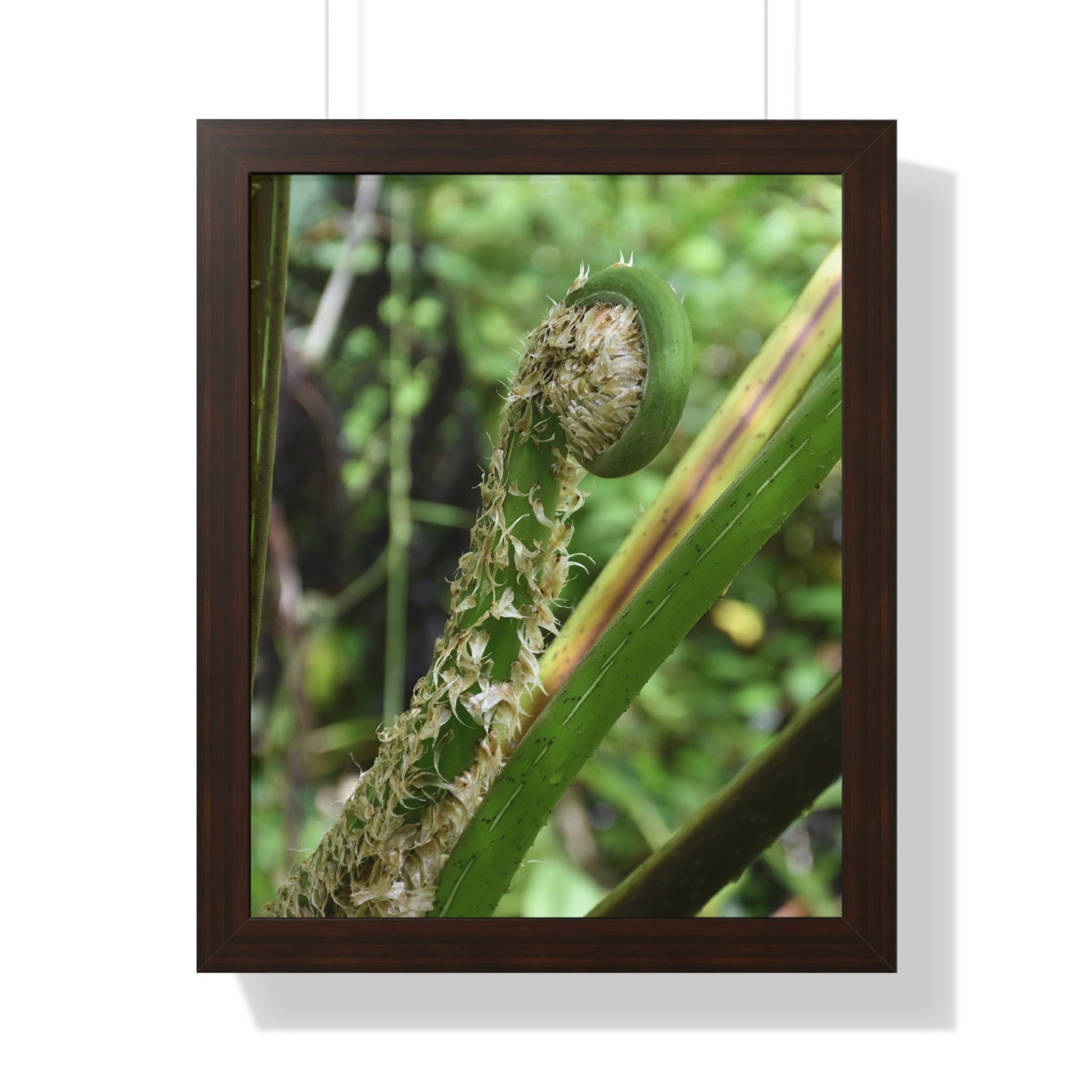 Rainforest Trails & Views - Gallery Canvas Wraps, Framed Vertical Poster - El Yunque National Forest - Puerto Rico - The leaf sprout of the Sierra Palm - Green Forest Home