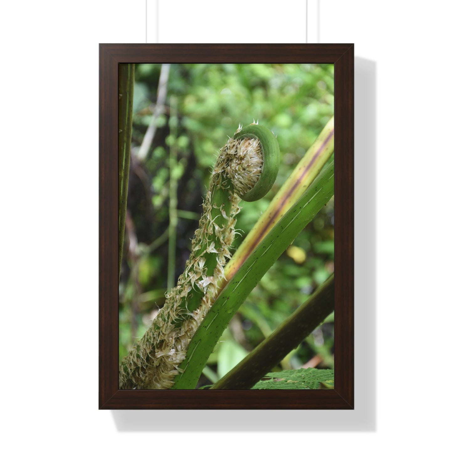 Rainforest Trails & Views - Gallery Canvas Wraps, Framed Vertical Poster - El Yunque National Forest - Puerto Rico - The leaf sprout of the Sierra Palm - Green Forest Home