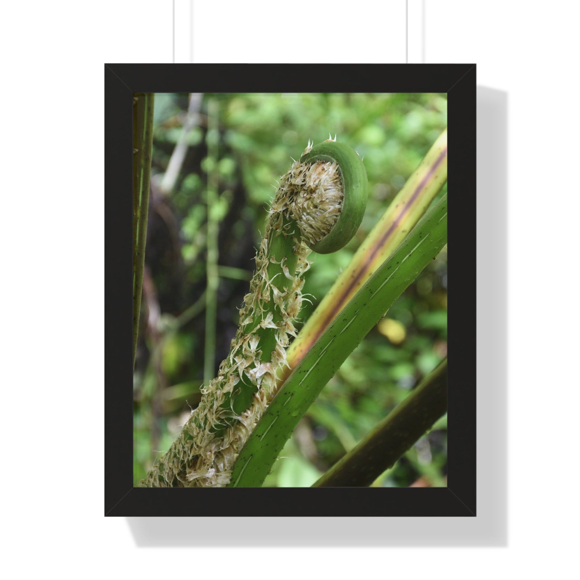 Rainforest Trails & Views - Gallery Canvas Wraps, Framed Vertical Poster - El Yunque National Forest - Puerto Rico - The leaf sprout of the Sierra Palm - Green Forest Home