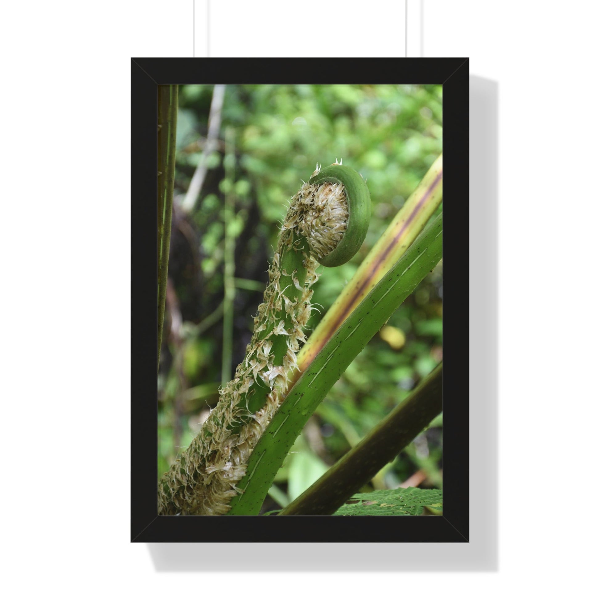 Rainforest Trails & Views - Gallery Canvas Wraps, Framed Vertical Poster - El Yunque National Forest - Puerto Rico - The leaf sprout of the Sierra Palm - Green Forest Home