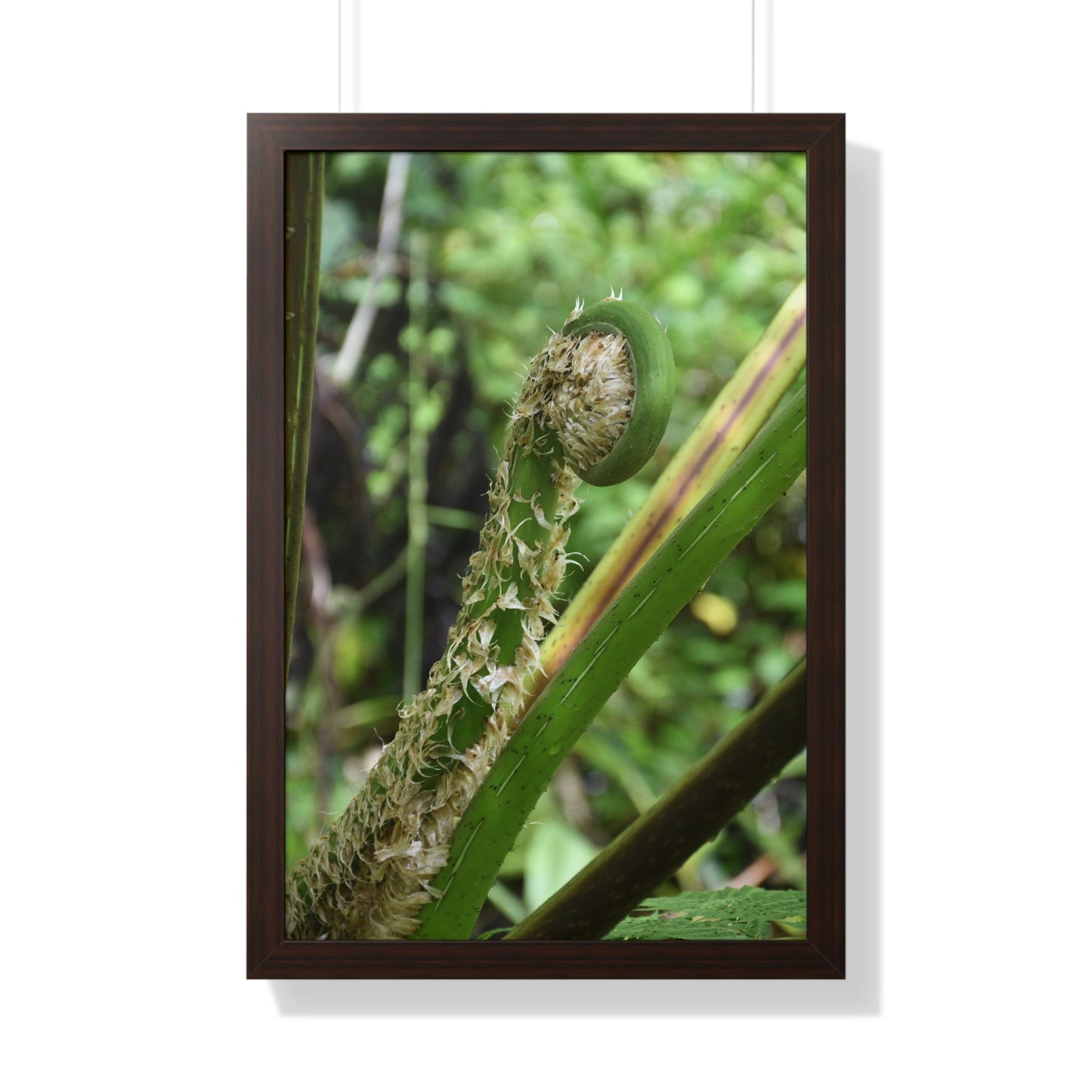 Rainforest Trails & Views - Gallery Canvas Wraps, Framed Vertical Poster - El Yunque National Forest - Puerto Rico - The leaf sprout of the Sierra Palm - Green Forest Home