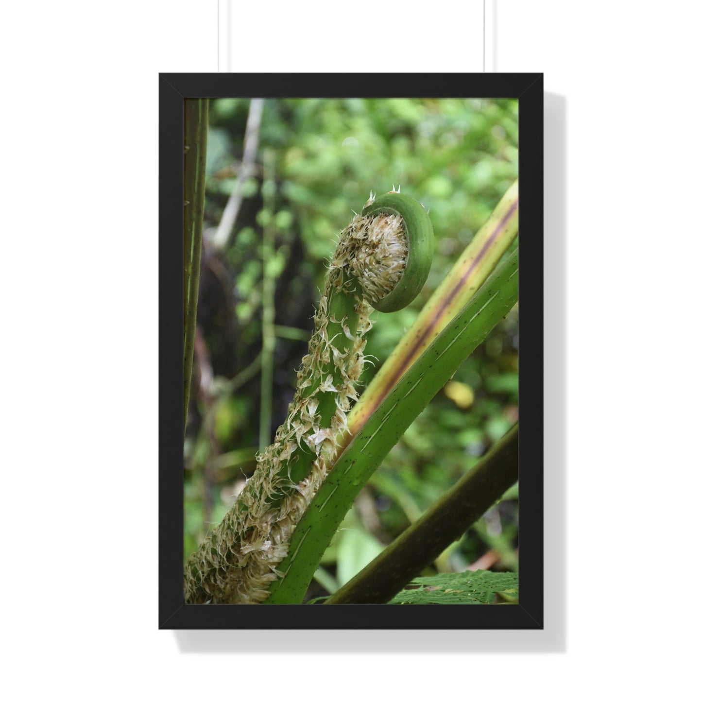 Rainforest Trails & Views - Gallery Canvas Wraps, Framed Vertical Poster - El Yunque National Forest - Puerto Rico - The leaf sprout of the Sierra Palm - Green Forest Home