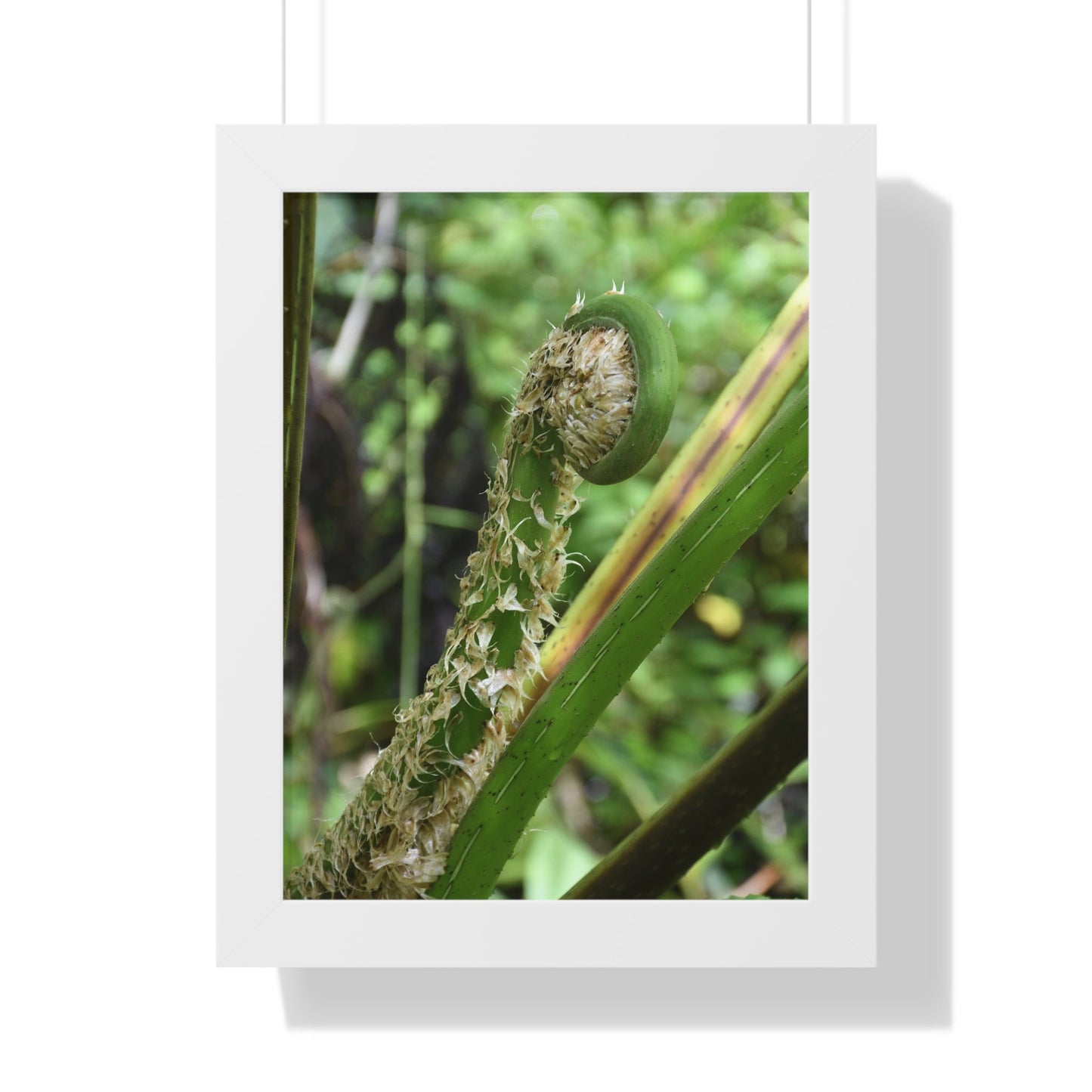 Rainforest Trails & Views - Gallery Canvas Wraps, Framed Vertical Poster - El Yunque National Forest - Puerto Rico - The leaf sprout of the Sierra Palm - Green Forest Home