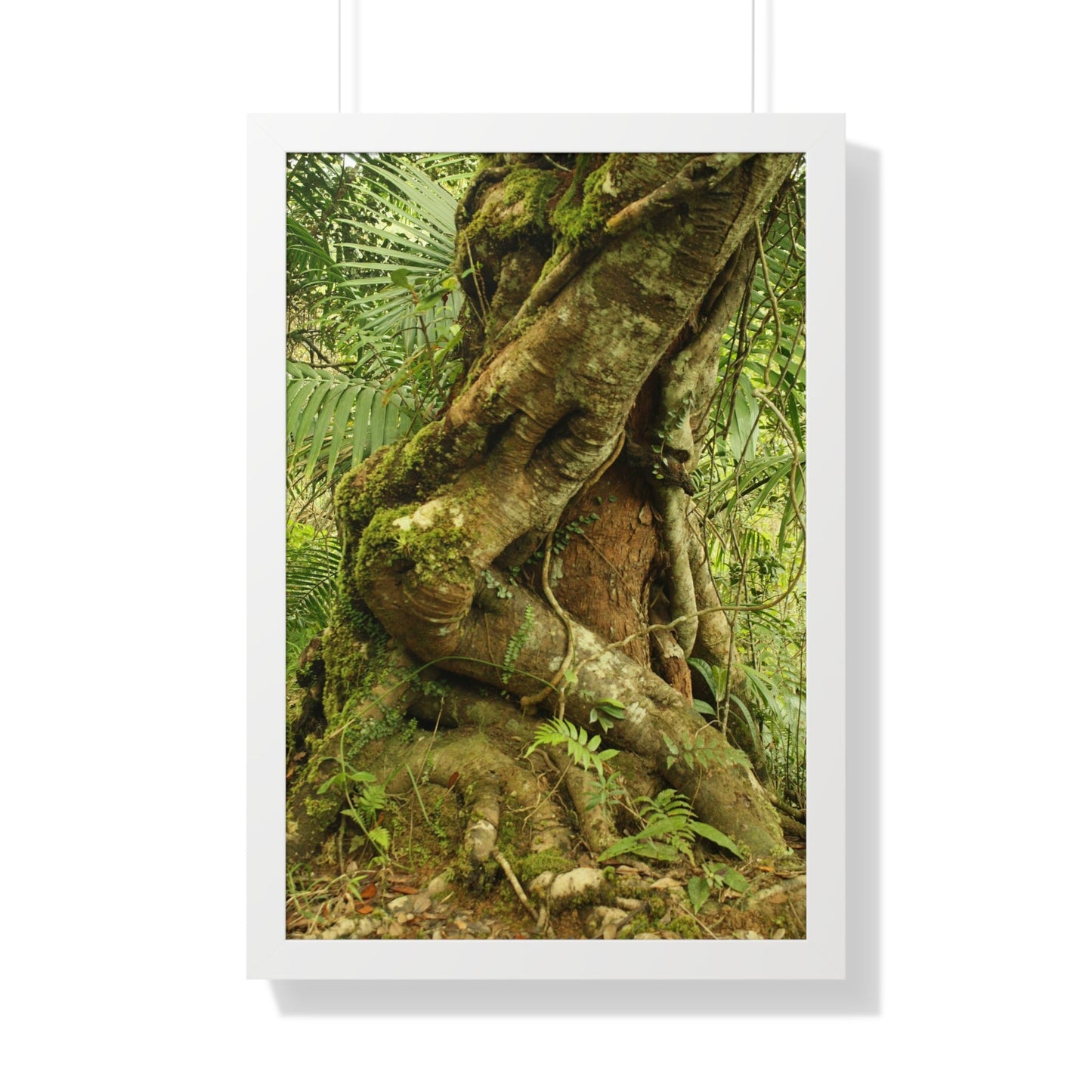 Rainforest Trails & Views - Gallery Canvas Wraps, Framed Vertical Poster - El Yunque National Forest - Puerto Rico - Tradewinds trail decomposing tree - Green Forest Home