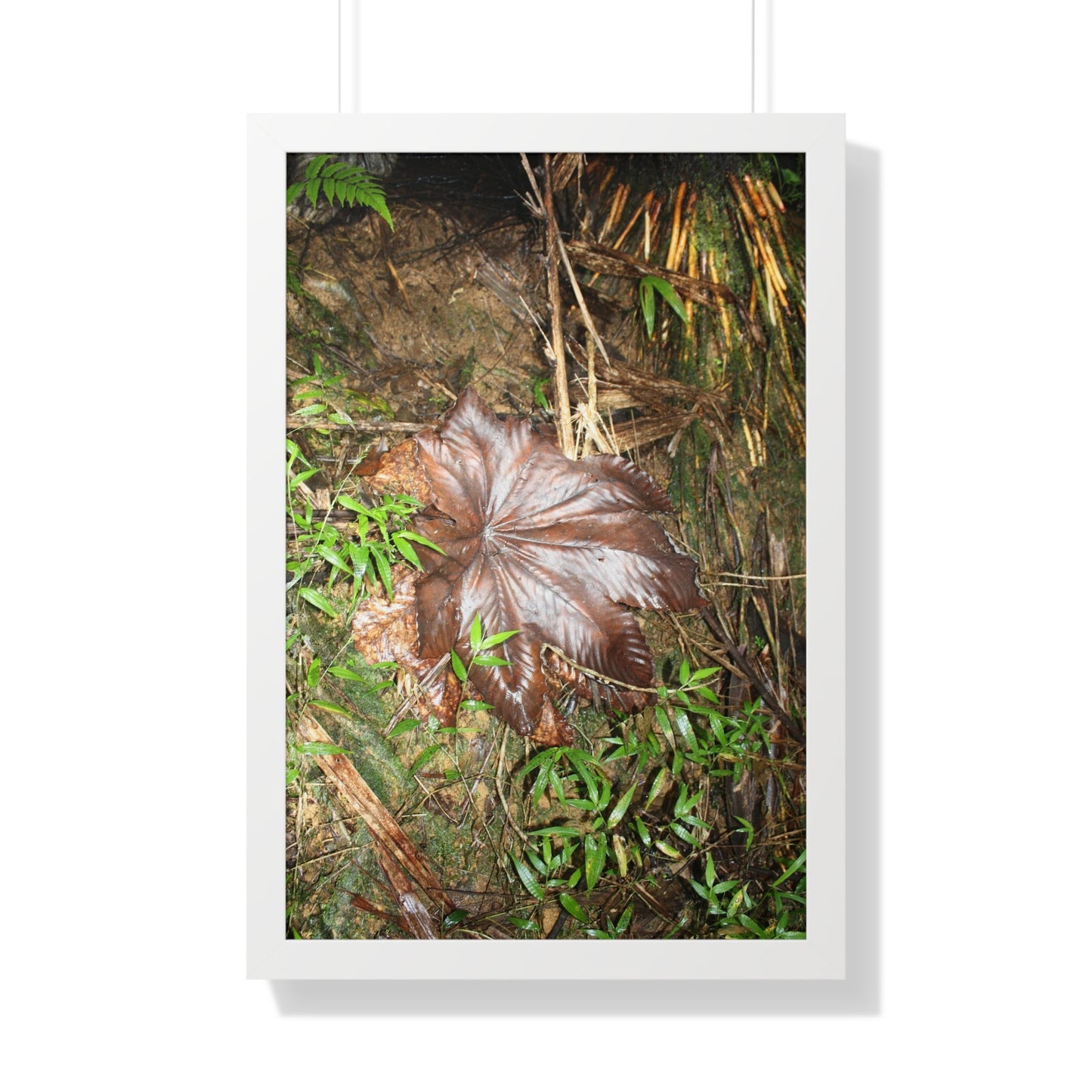 Rainforest Trails & Views - Gallery Canvas Wraps, Framed Vertical Poster - El Yunque National Forest - Puerto Rico - Tradewinds trail - Yagrumo leaf - Green Forest Home