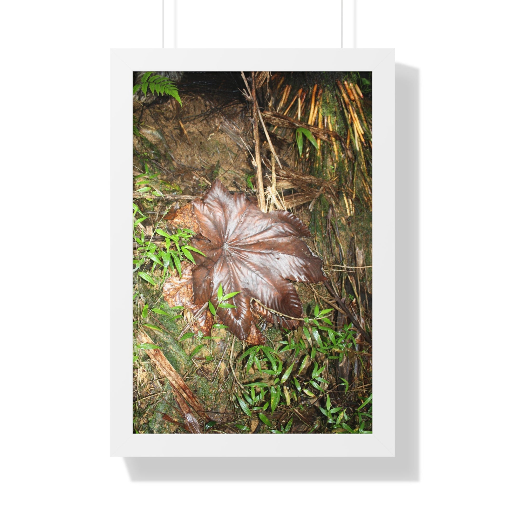 Rainforest Trails & Views - Gallery Canvas Wraps, Framed Vertical Poster - El Yunque National Forest - Puerto Rico - Tradewinds trail - Yagrumo leaf - Green Forest Home