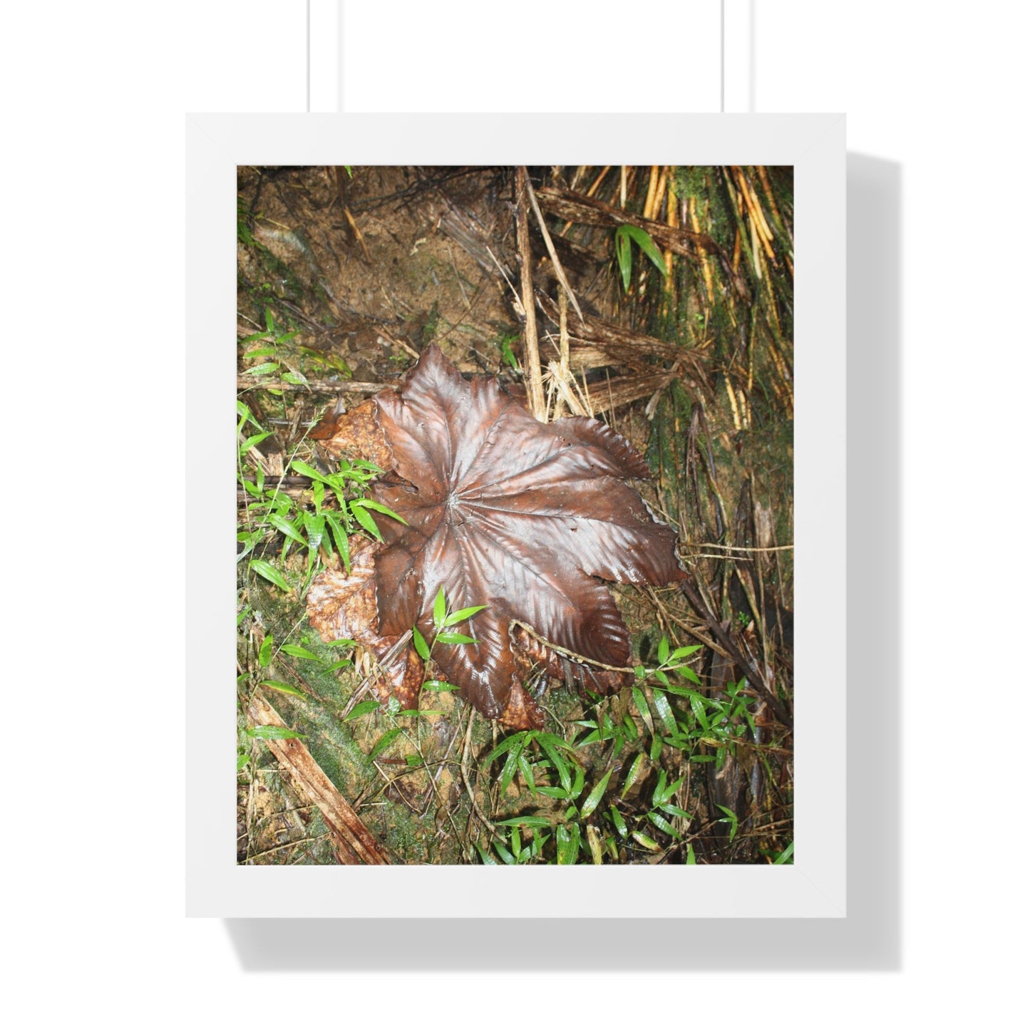 Rainforest Trails & Views - Gallery Canvas Wraps, Framed Vertical Poster - El Yunque National Forest - Puerto Rico - Tradewinds trail - Yagrumo leaf - Green Forest Home