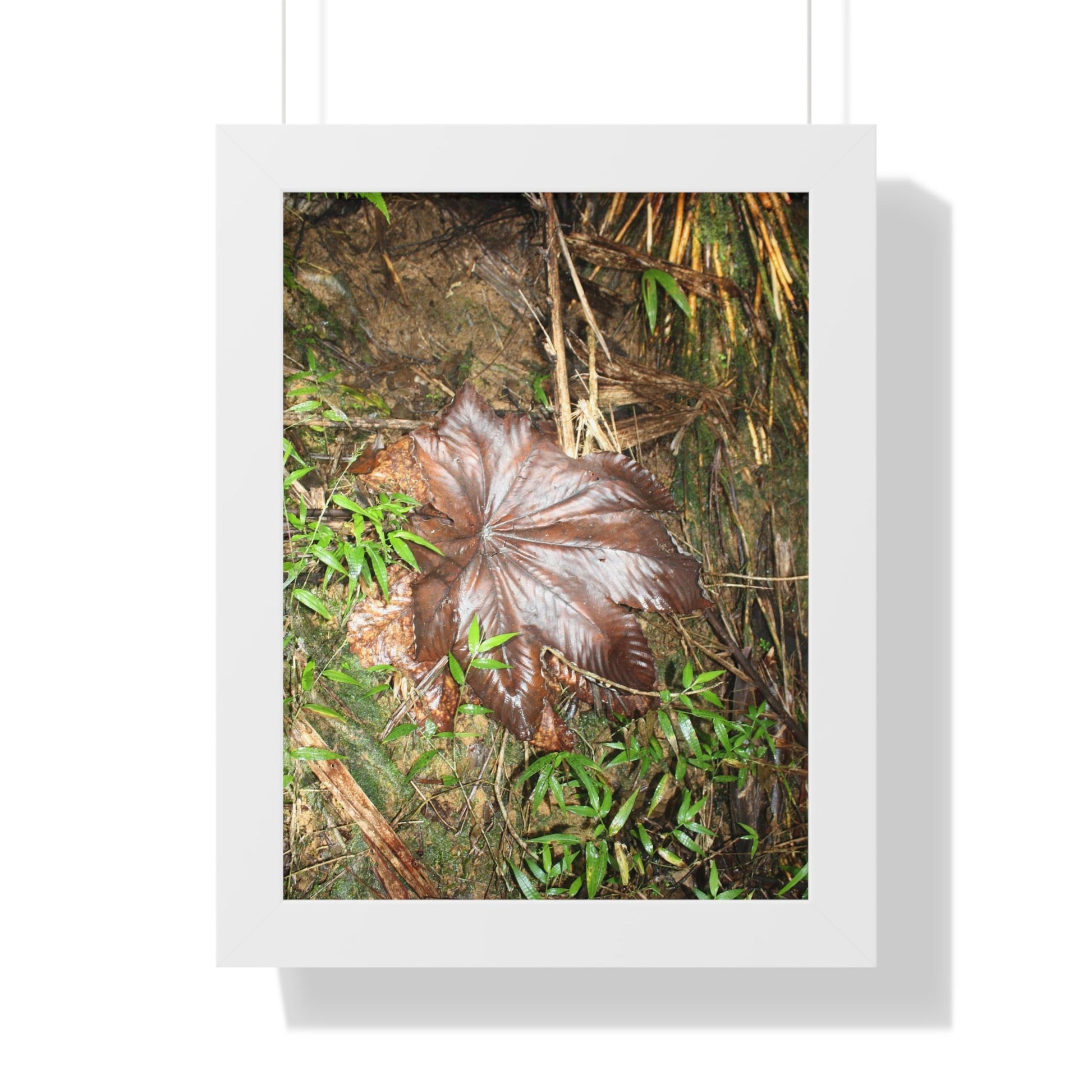 Rainforest Trails & Views - Gallery Canvas Wraps, Framed Vertical Poster - El Yunque National Forest - Puerto Rico - Tradewinds trail - Yagrumo leaf - Green Forest Home