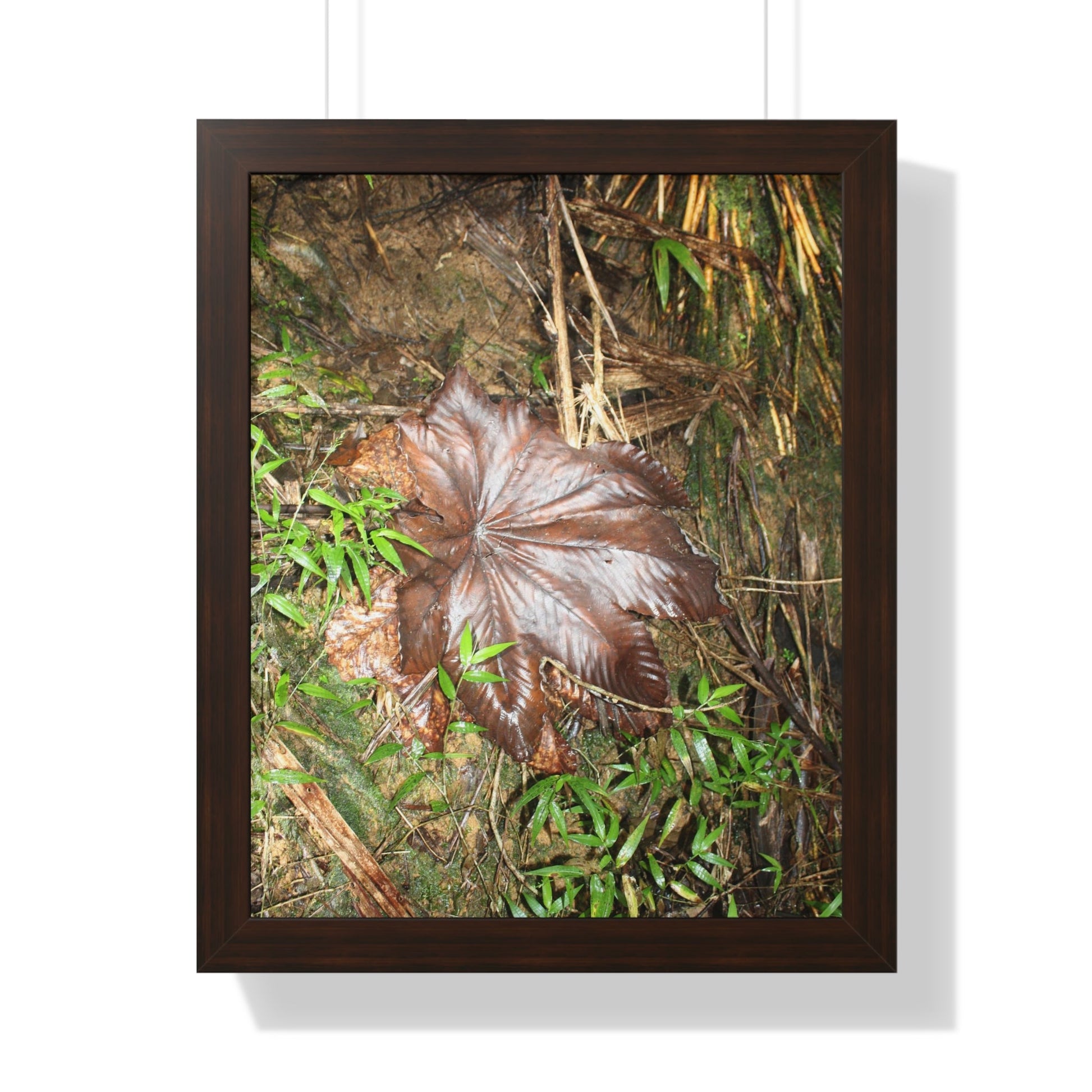 Rainforest Trails & Views - Gallery Canvas Wraps, Framed Vertical Poster - El Yunque National Forest - Puerto Rico - Tradewinds trail - Yagrumo leaf - Green Forest Home