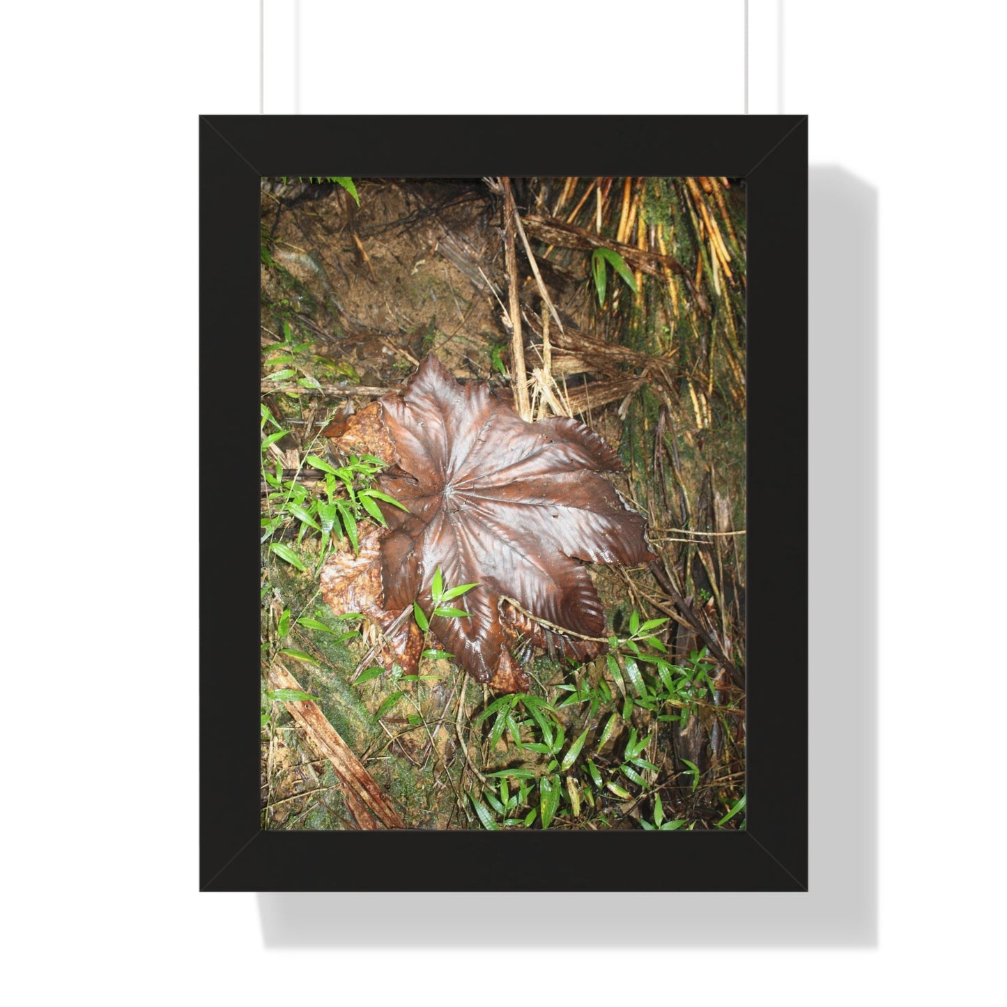 Rainforest Trails & Views - Gallery Canvas Wraps, Framed Vertical Poster - El Yunque National Forest - Puerto Rico - Tradewinds trail - Yagrumo leaf - Green Forest Home