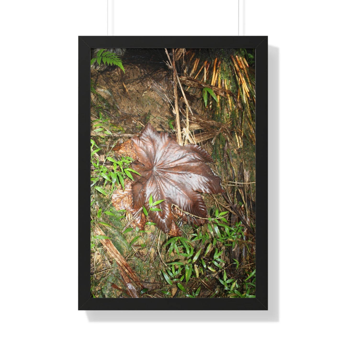 Rainforest Trails & Views - Gallery Canvas Wraps, Framed Vertical Poster - El Yunque National Forest - Puerto Rico - Tradewinds trail - Yagrumo leaf - Green Forest Home