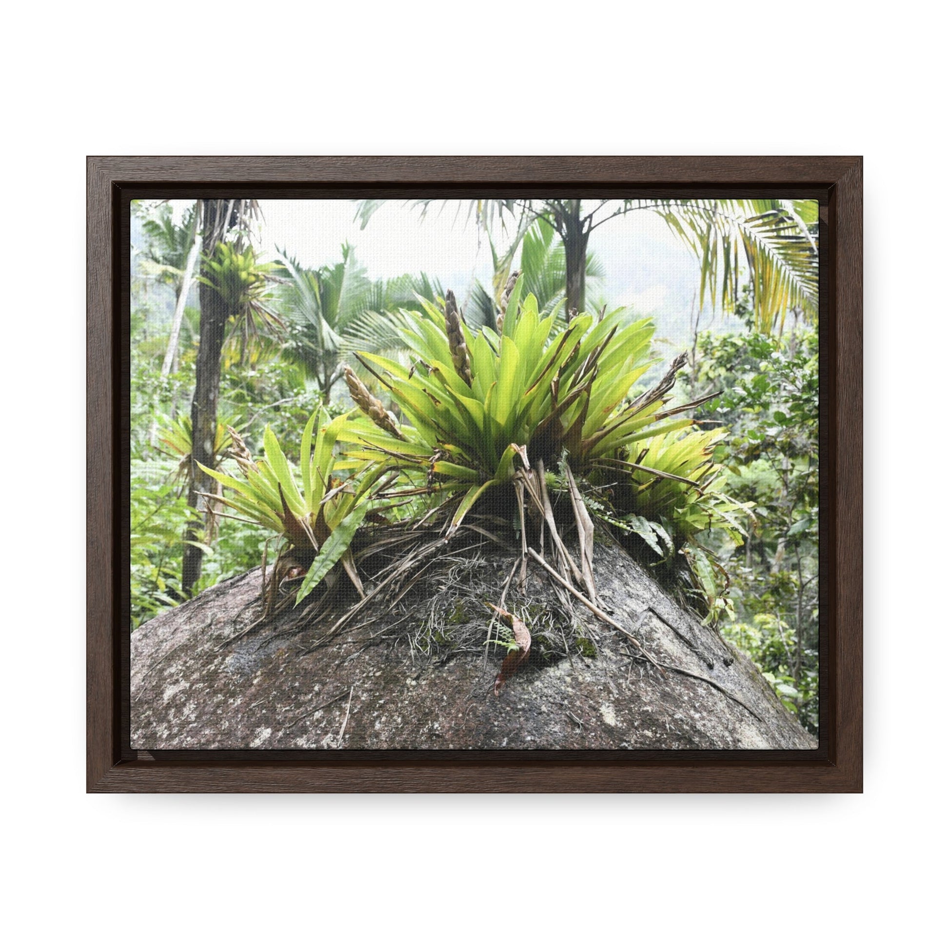 Rainforest Trails & Views - Gallery Canvas Wraps, Horizontal Frame - Bromeliads on boulder in Rio Sabana Park in El Yunque PR - Green Forest Home