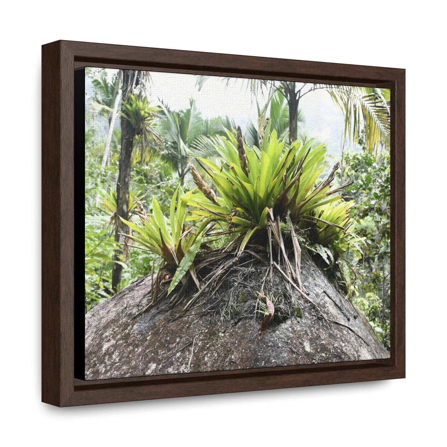 Rainforest Trails & Views - Gallery Canvas Wraps, Horizontal Frame - Bromeliads on boulder in Rio Sabana Park in El Yunque PR - Green Forest Home