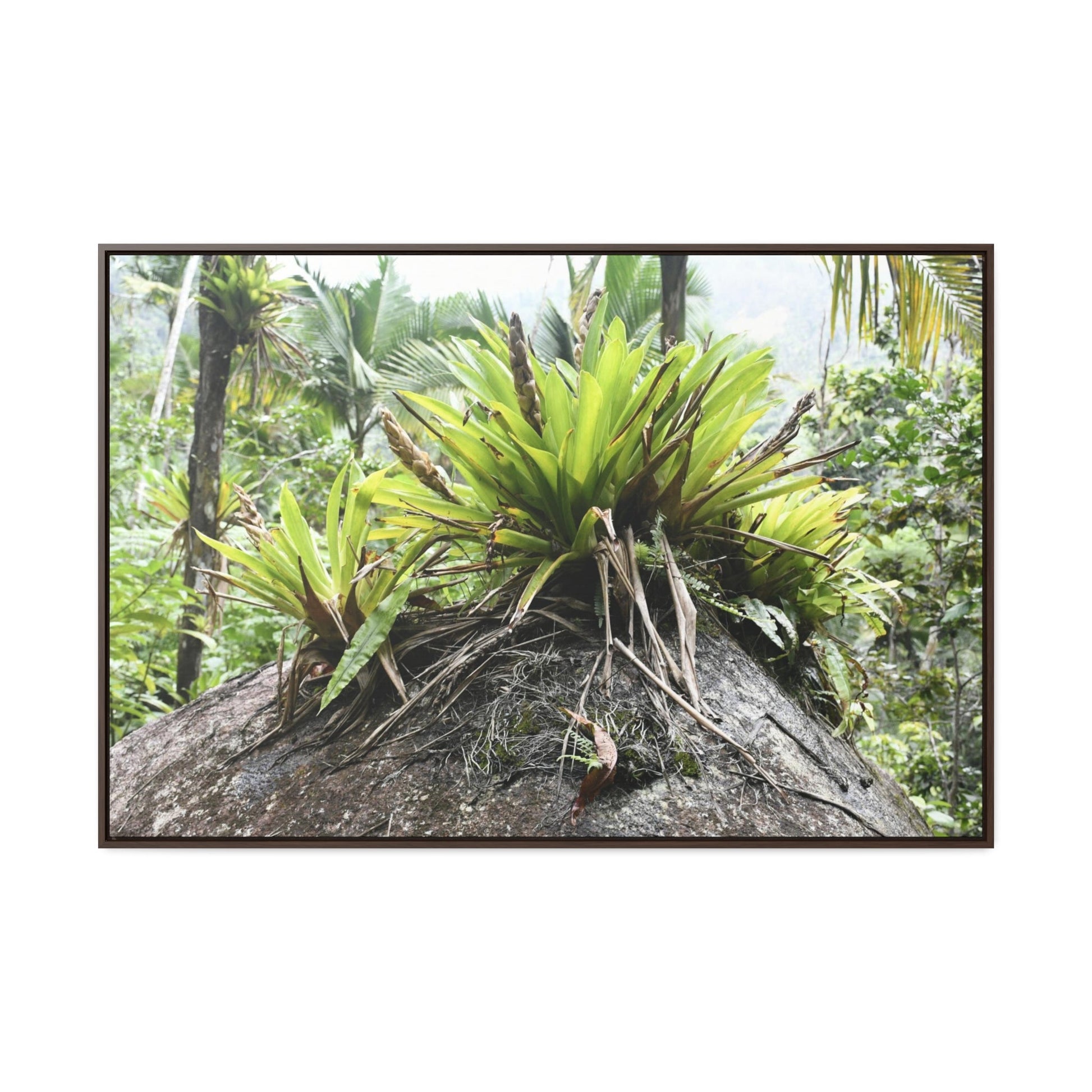 Rainforest Trails & Views - Gallery Canvas Wraps, Horizontal Frame - Bromeliads on boulder in Rio Sabana Park in El Yunque PR - Green Forest Home