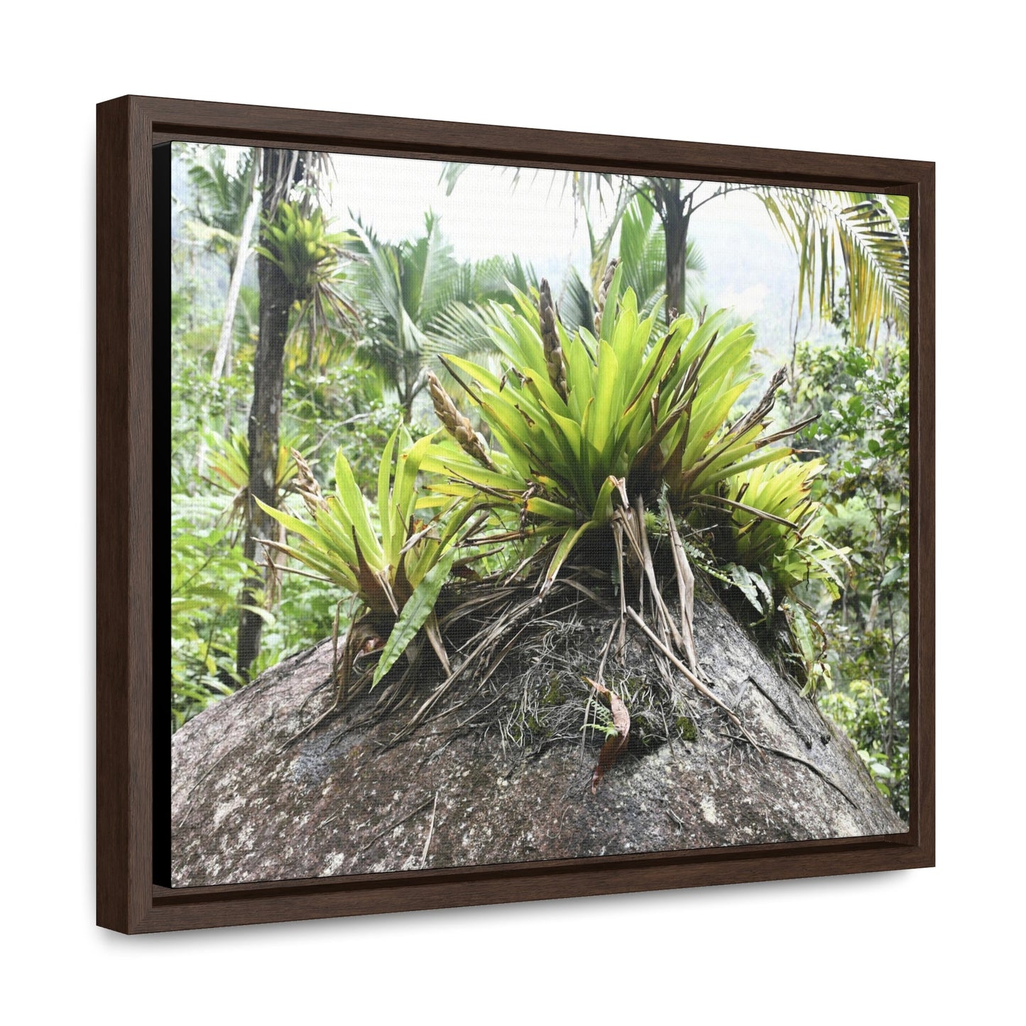 Rainforest Trails & Views - Gallery Canvas Wraps, Horizontal Frame - Bromeliads on boulder in Rio Sabana Park in El Yunque PR - Green Forest Home