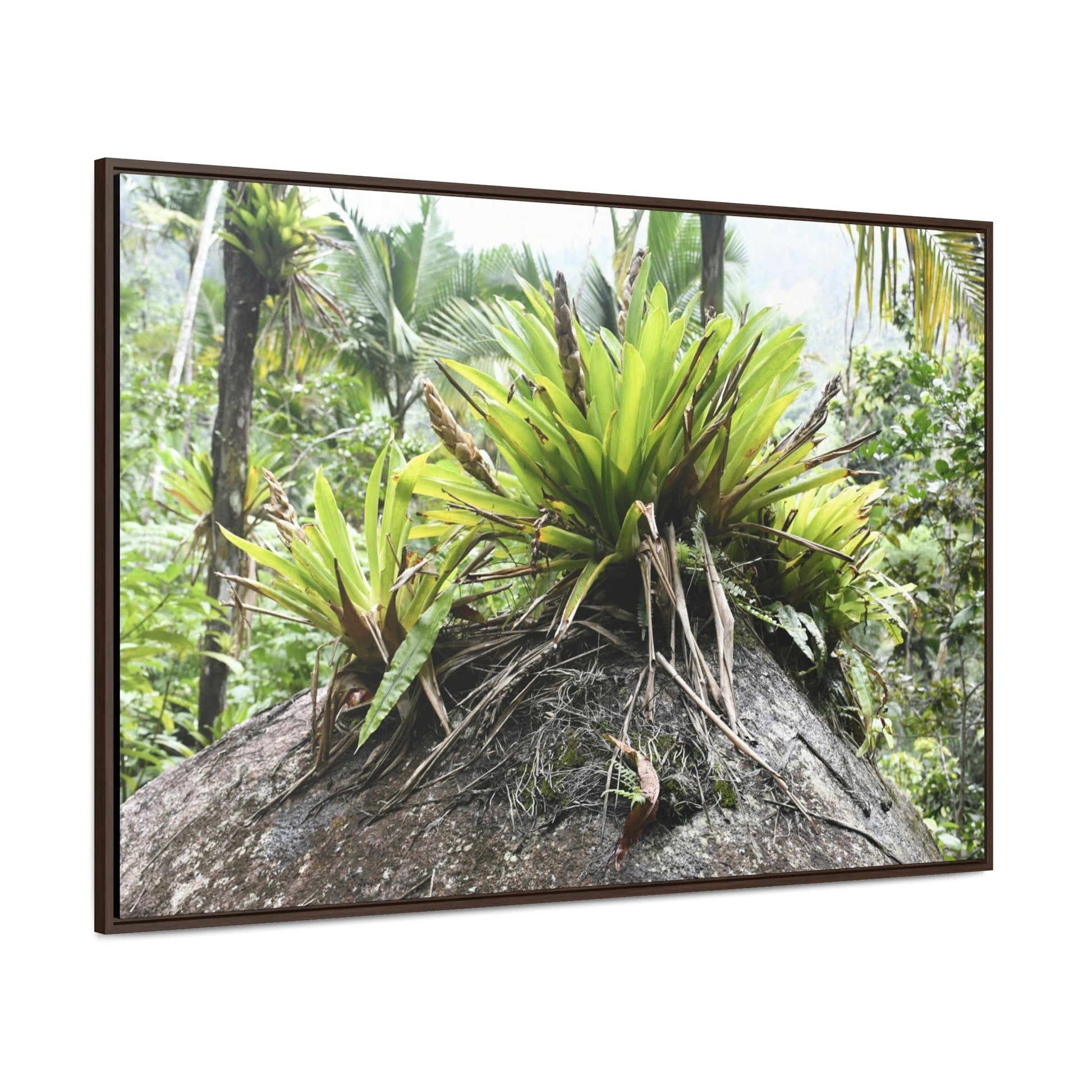 Rainforest Trails & Views - Gallery Canvas Wraps, Horizontal Frame - Bromeliads on boulder in Rio Sabana Park in El Yunque PR - Green Forest Home