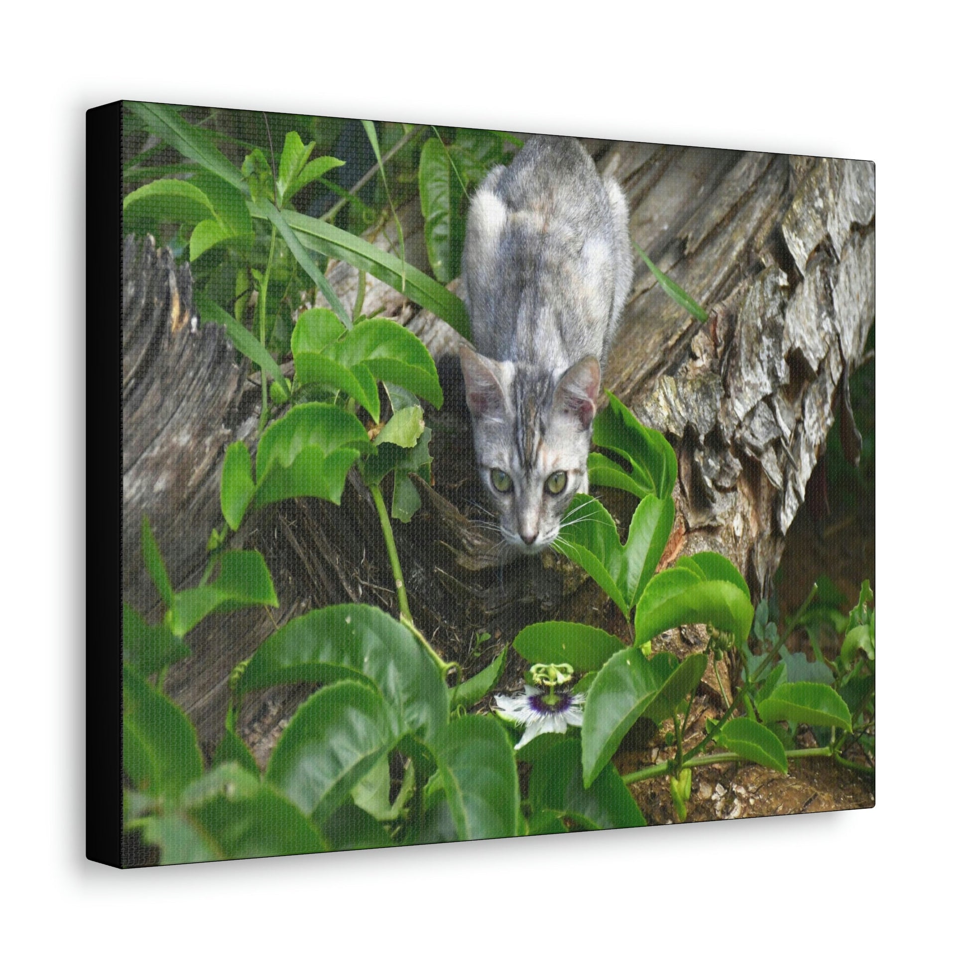 SMALL Canvas Gallery Wraps - Made in USA - The Baby Cat Mimi watches in front of a passionflower - Green Forest Home