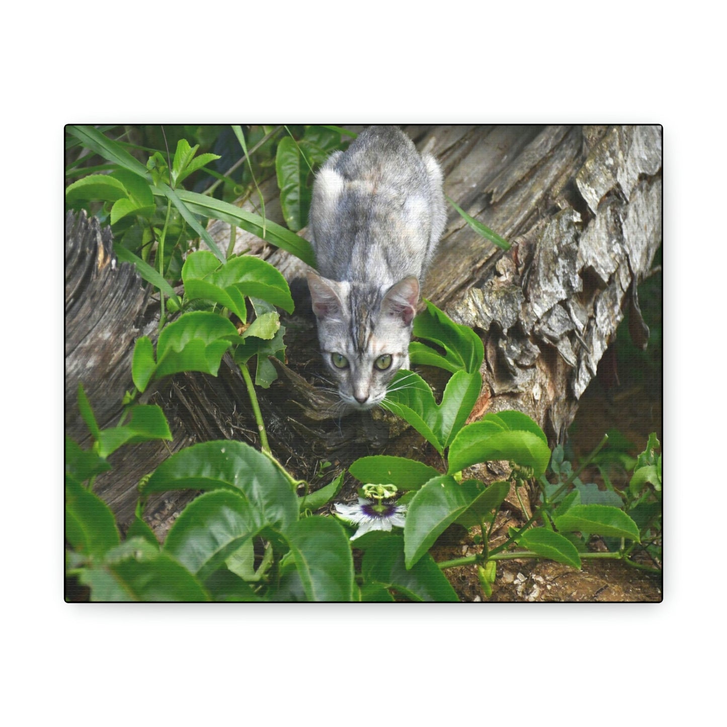 SMALL Canvas Gallery Wraps - Made in USA - The Baby Cat Mimi watches in front of a passionflower - Green Forest Home