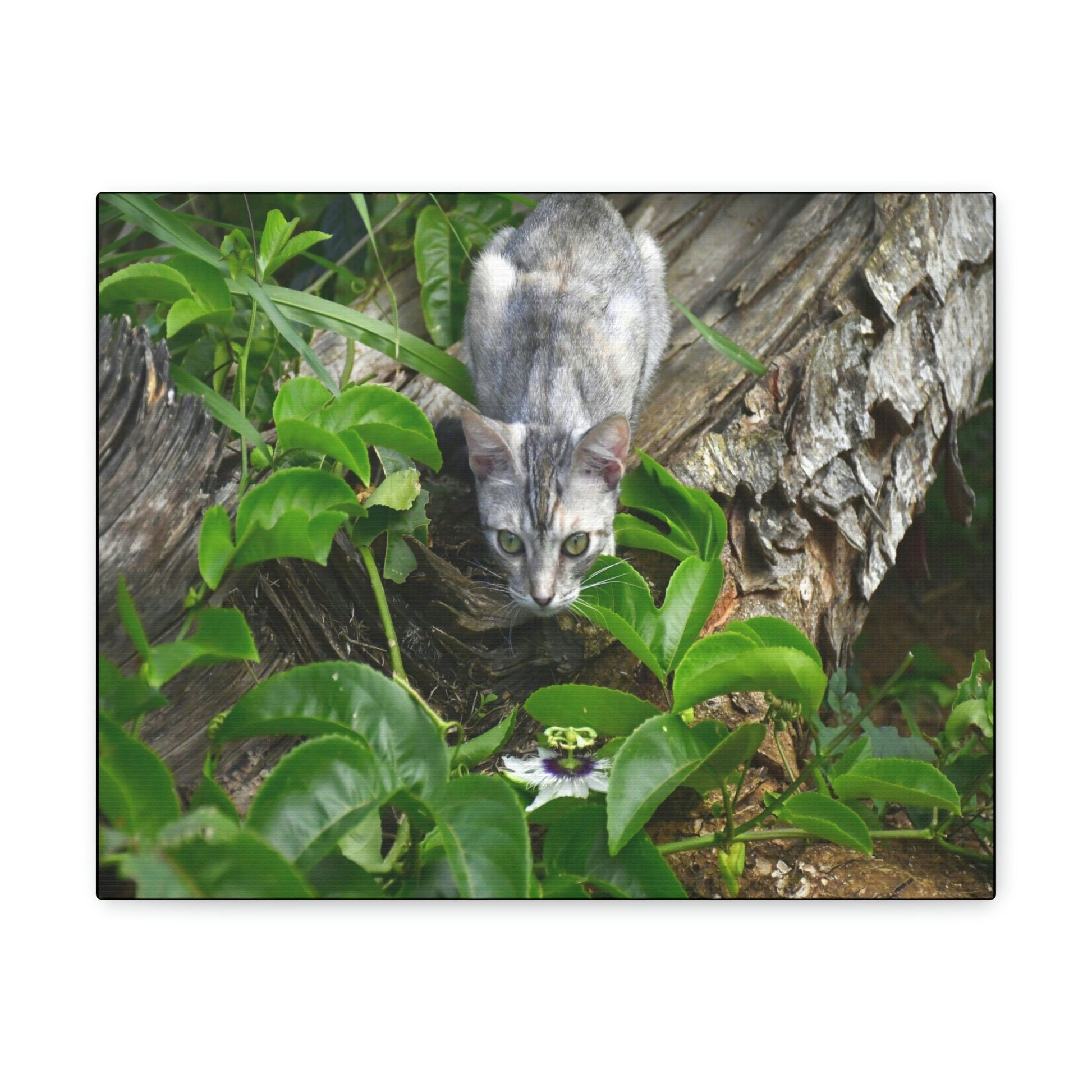 SMALL Canvas Gallery Wraps - Made in USA - The Baby Cat Mimi watches in front of a passionflower - Green Forest Home