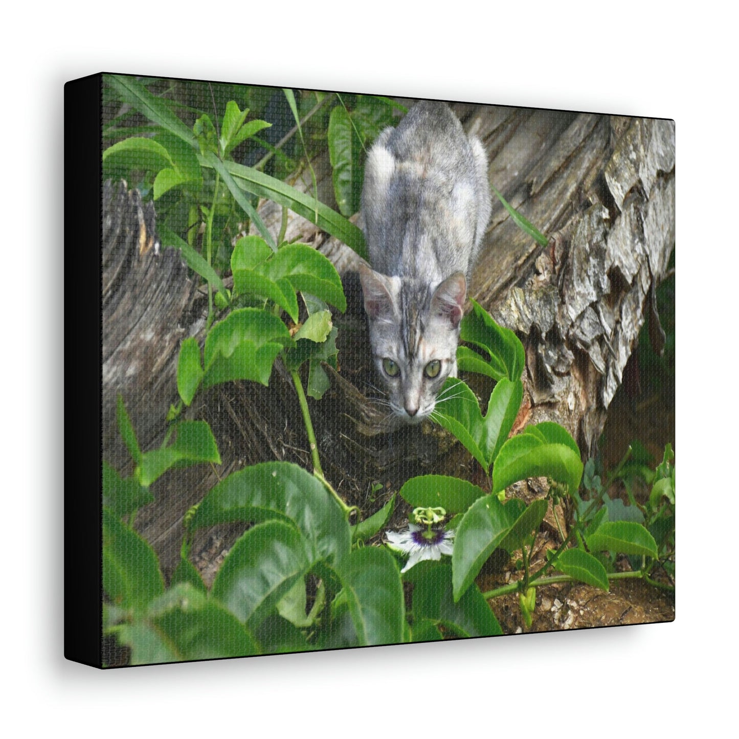 SMALL Canvas Gallery Wraps - Made in USA - The Baby Cat Mimi watches in front of a passionflower - Green Forest Home