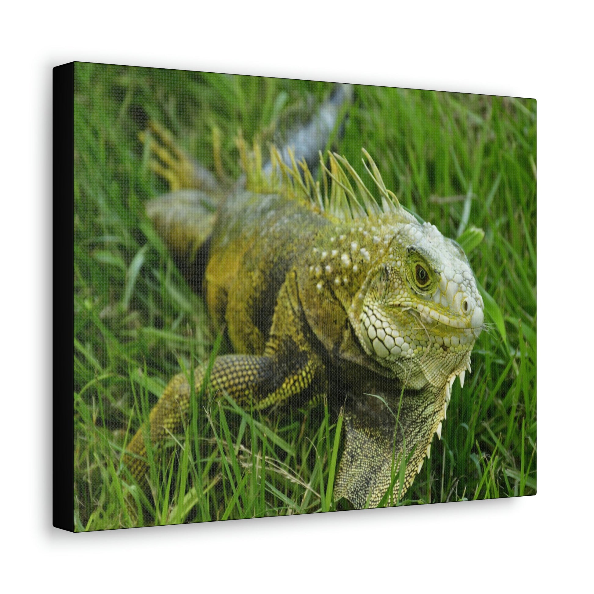 SMALL Canvas Gallery Wraps - Made in USA - The IGUANA is wary and ready to attack... - Green Forest Home