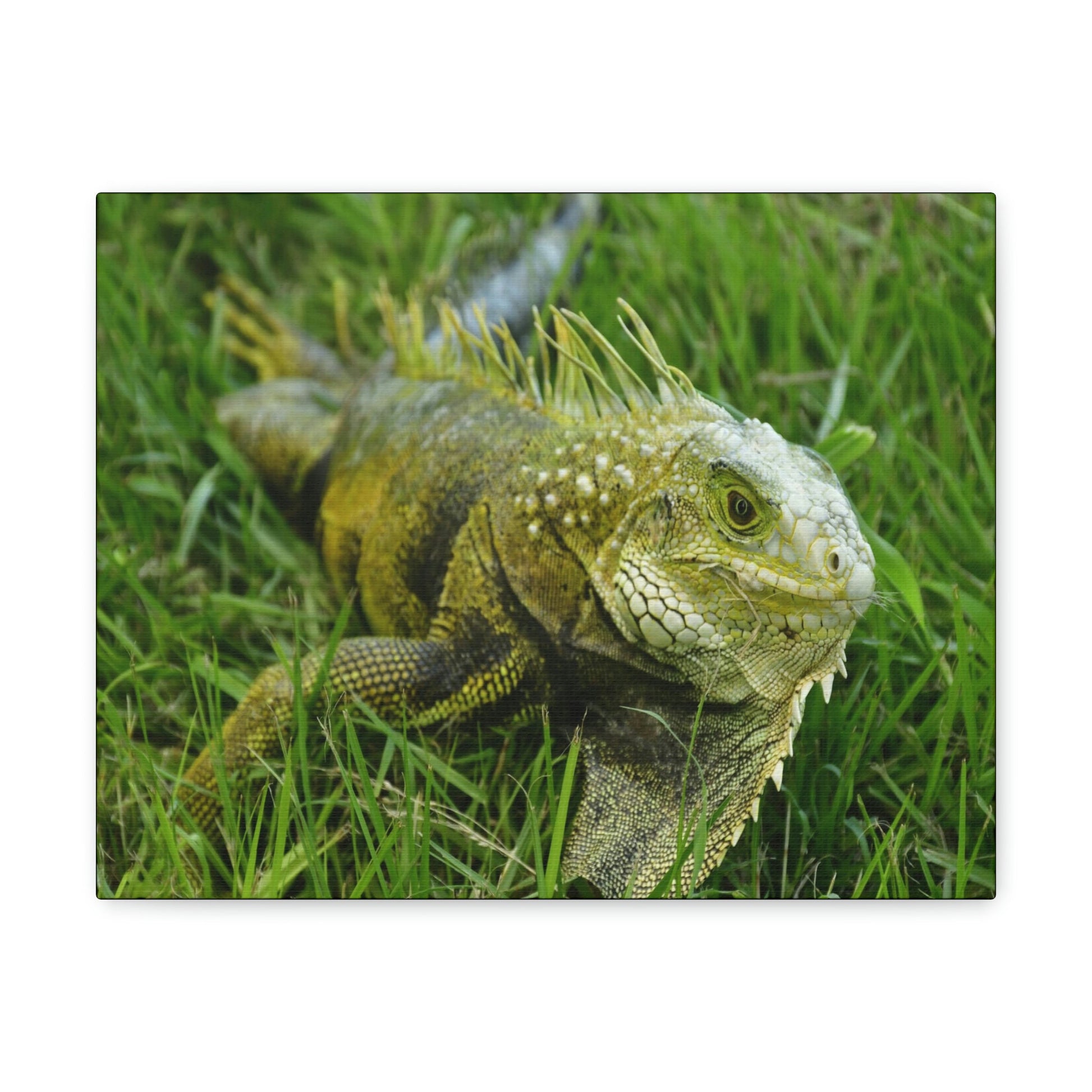 SMALL Canvas Gallery Wraps - Made in USA - The IGUANA is wary and ready to attack... - Green Forest Home