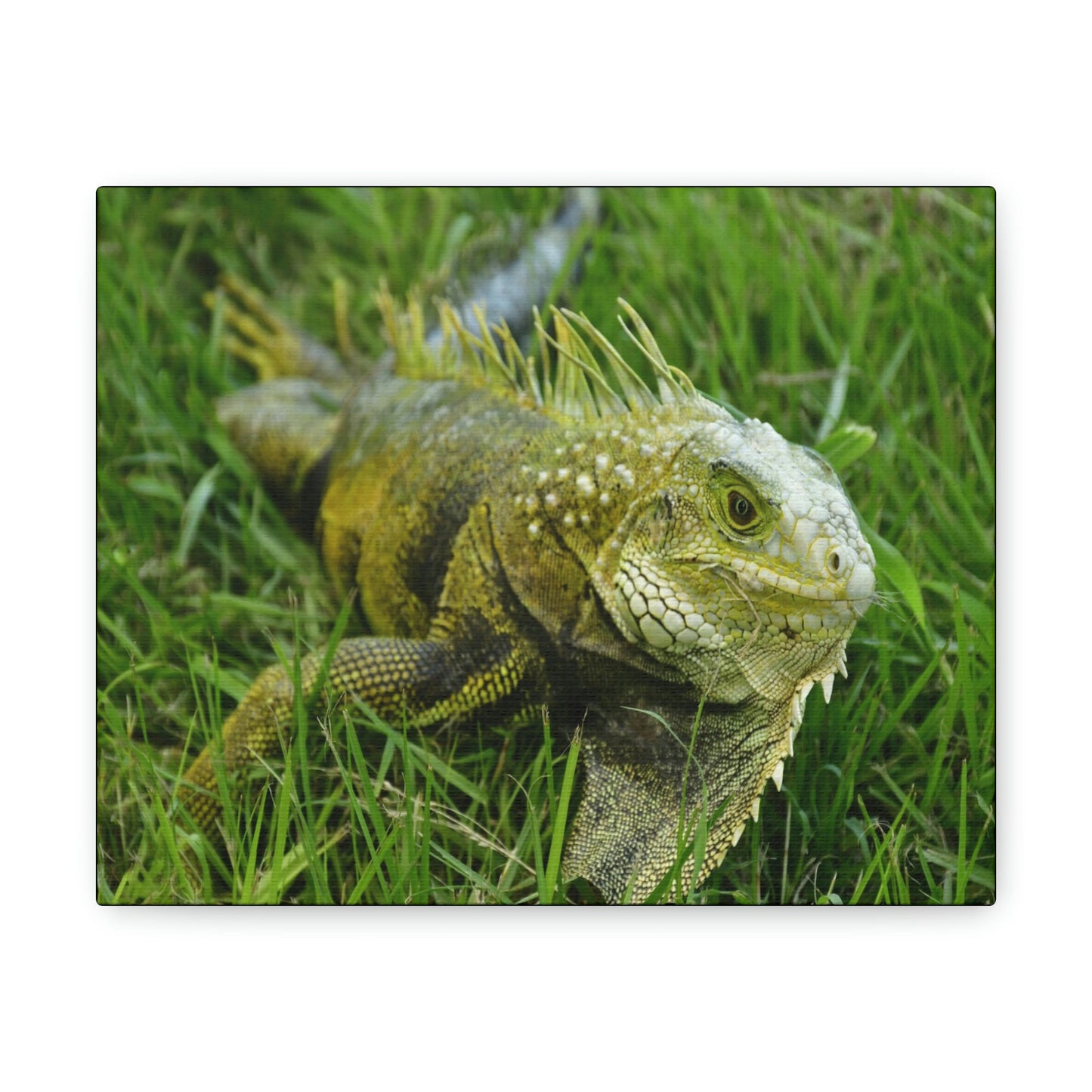 SMALL Canvas Gallery Wraps - Made in USA - The IGUANA is wary and ready to attack... - Green Forest Home