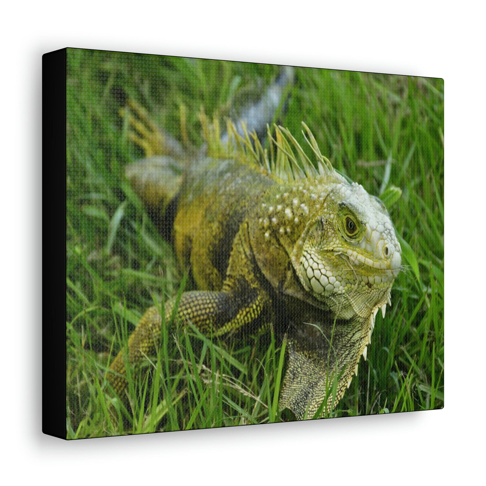 SMALL Canvas Gallery Wraps - Made in USA - The IGUANA is wary and ready to attack... - Green Forest Home