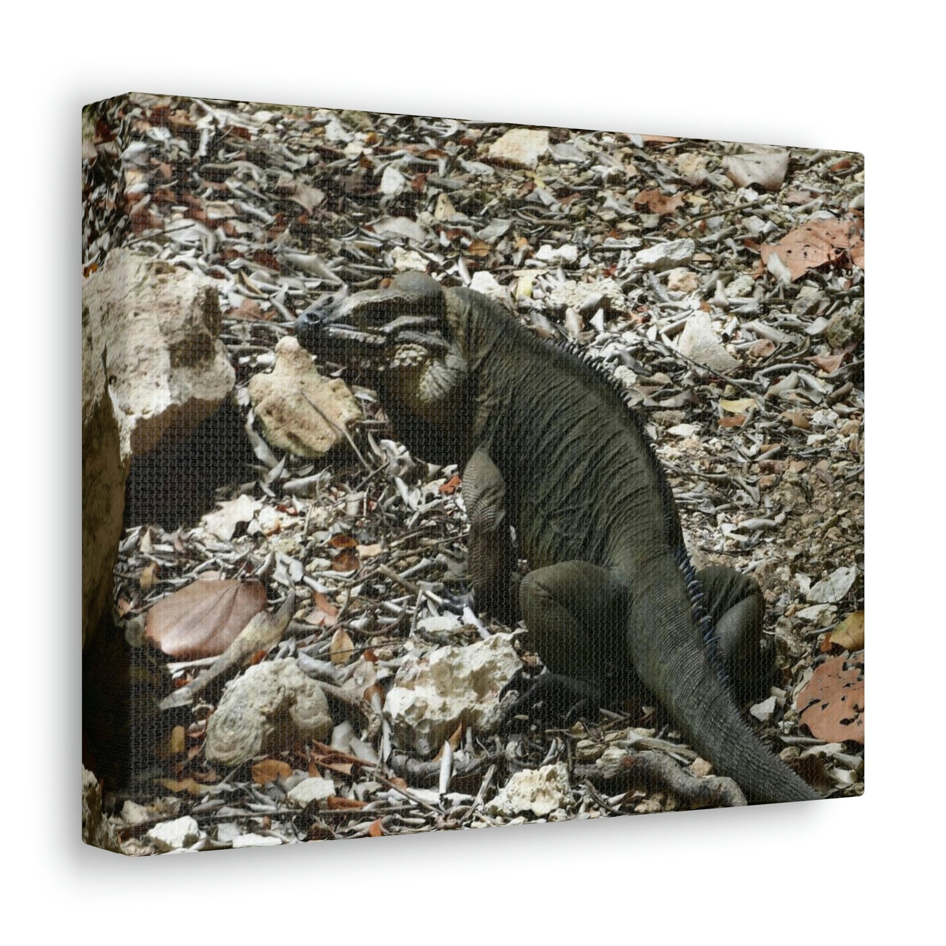 The Amazing native Iguana of Mona Island - Puerto Rico - the Galapagos of the Caribbean - in Pajaros beach - Green Forest Home