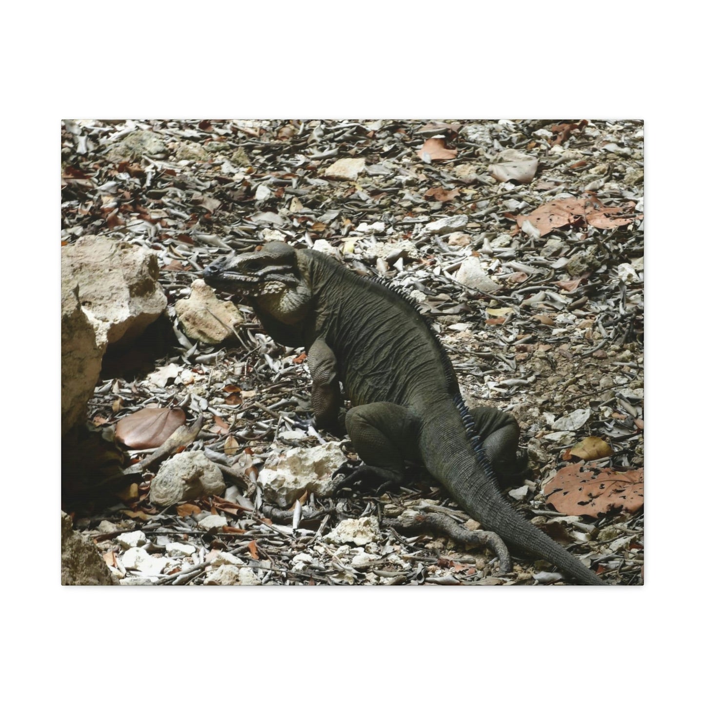 The Amazing native Iguana of Mona Island - Puerto Rico - the Galapagos of the Caribbean - in Pajaros beach - Green Forest Home