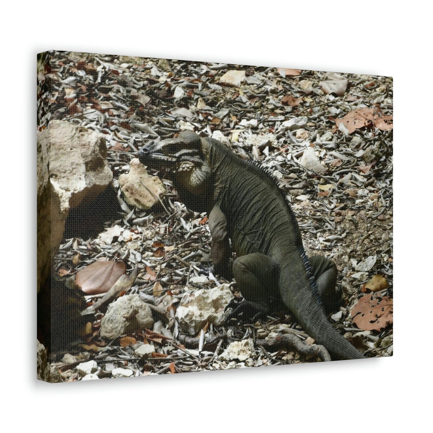 The Amazing native Iguana of Mona Island - Puerto Rico - the Galapagos of the Caribbean - in Pajaros beach - Green Forest Home