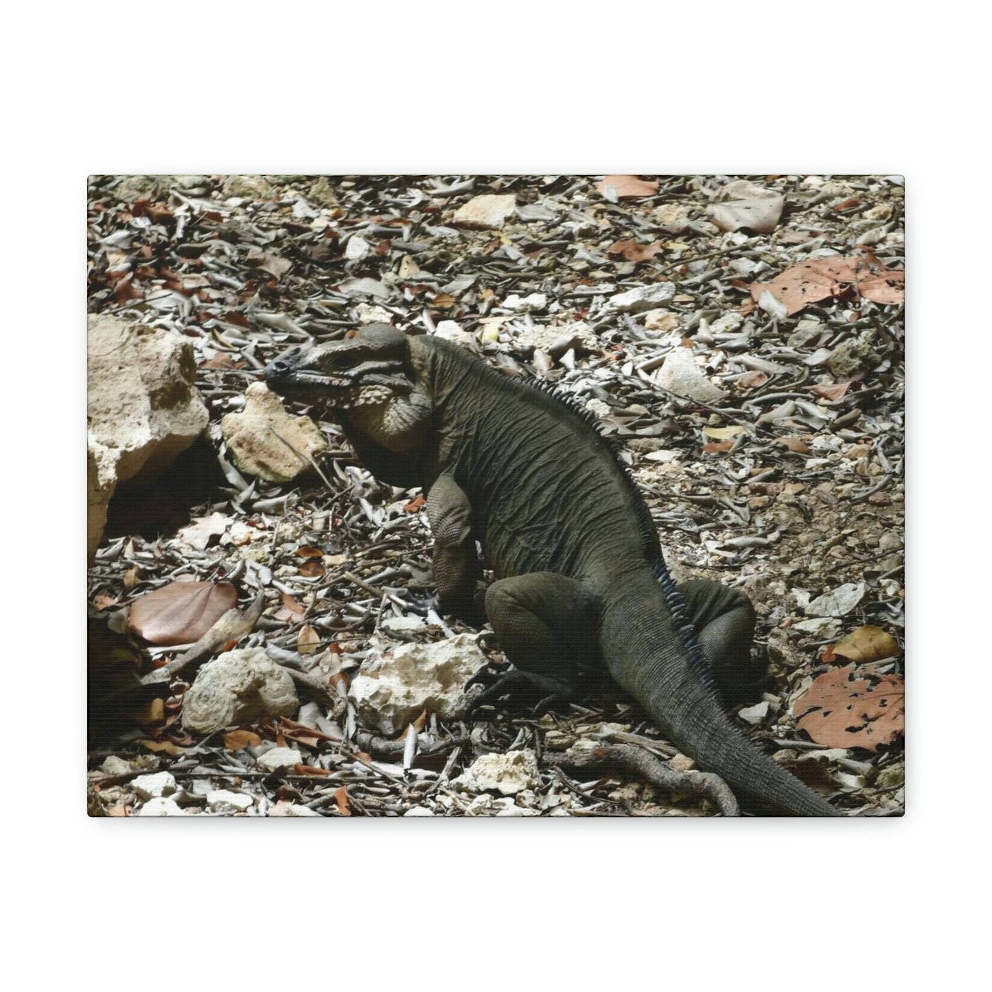 The Amazing native Iguana of Mona Island - Puerto Rico - the Galapagos of the Caribbean - in Pajaros beach - Green Forest Home