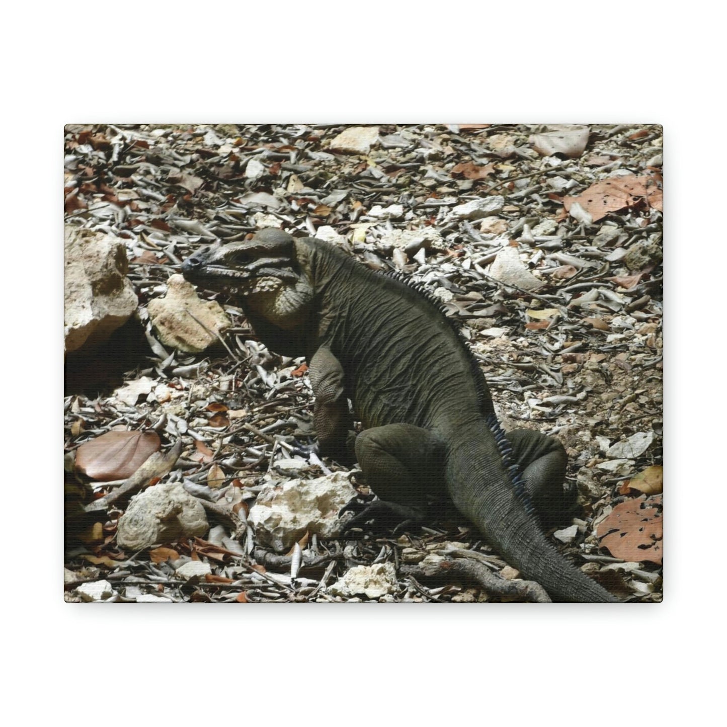 The Amazing native Iguana of Mona Island - Puerto Rico - the Galapagos of the Caribbean - in Pajaros beach - Green Forest Home