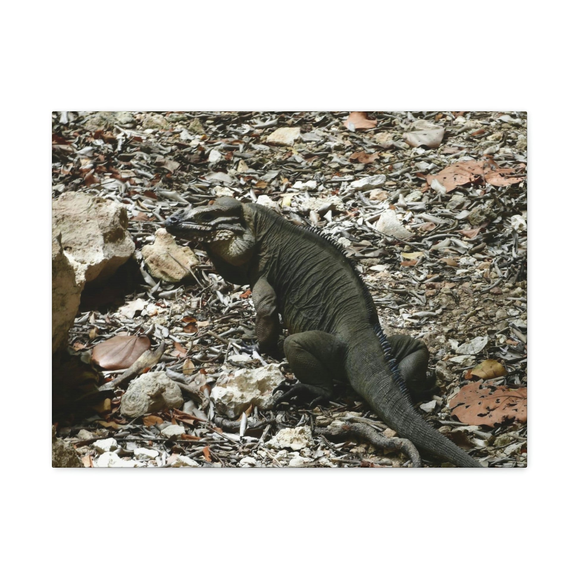 The Amazing native Iguana of Mona Island - Puerto Rico - the Galapagos of the Caribbean - in Pajaros beach - Green Forest Home