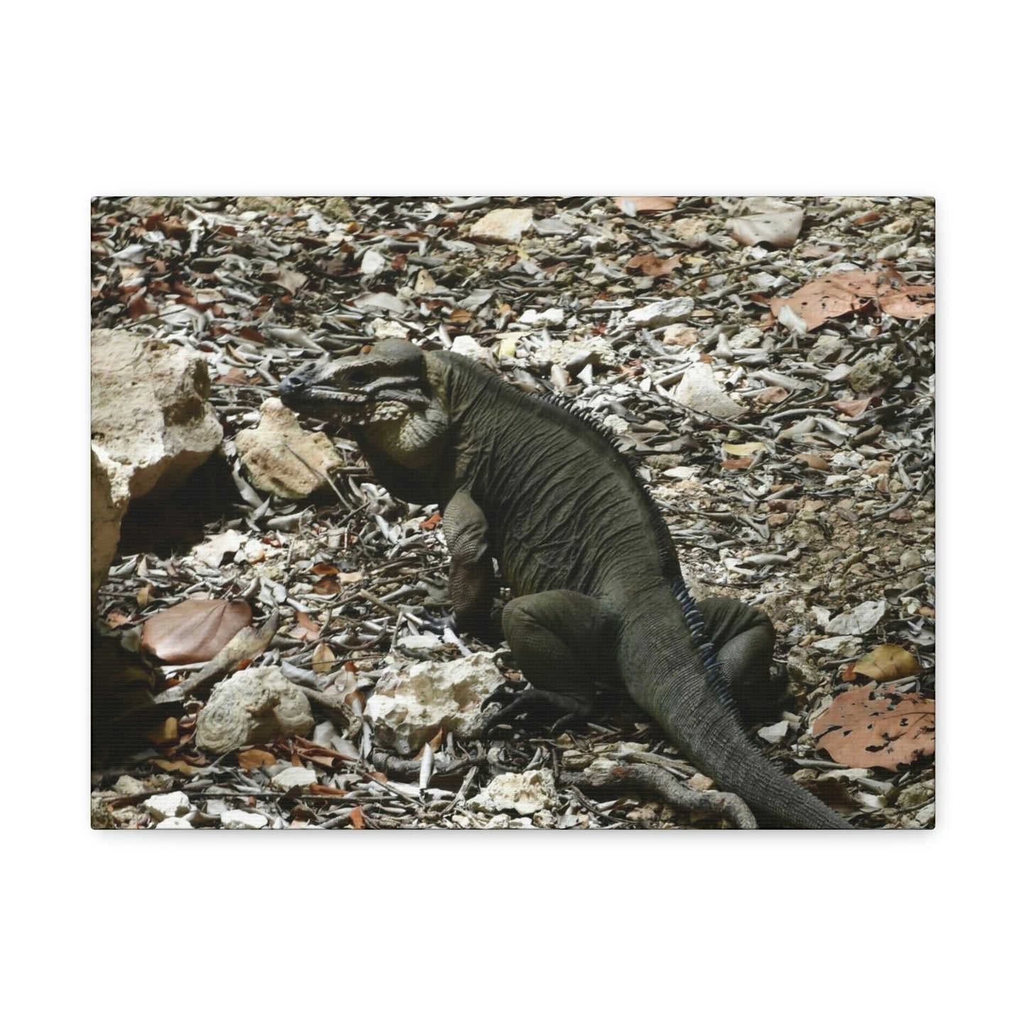 The Amazing native Iguana of Mona Island - Puerto Rico - the Galapagos of the Caribbean - in Pajaros beach - Green Forest Home