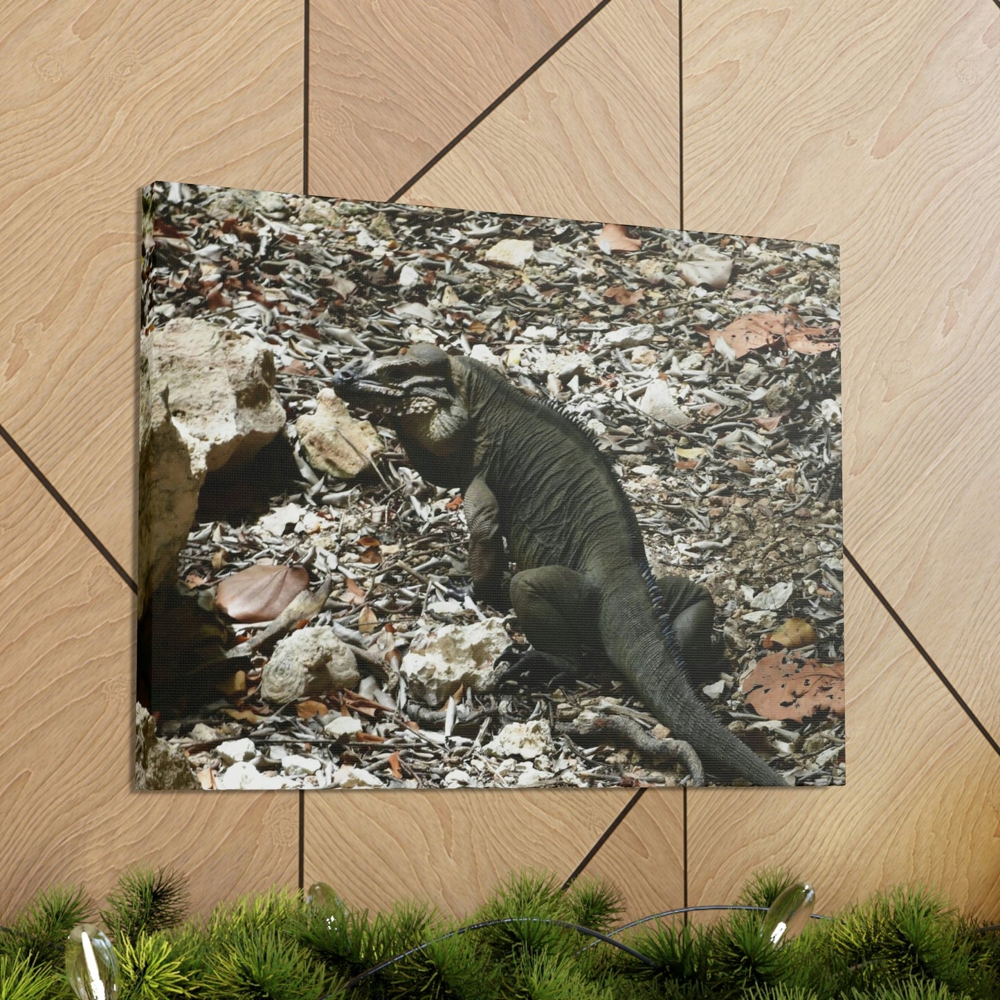 The Amazing native Iguana of Mona Island - Puerto Rico - the Galapagos of the Caribbean - in Pajaros beach - Green Forest Home