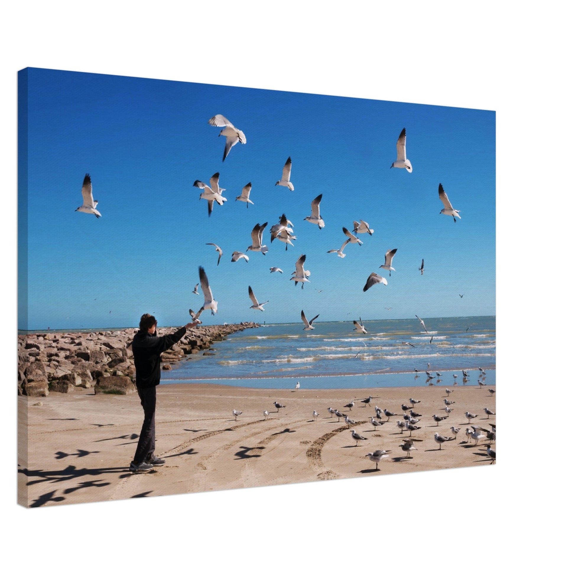 Thin Canvas - A teenager feeds flying seagulls. Texas Coast, Gulf of Mexico, USA - Green Forest Home